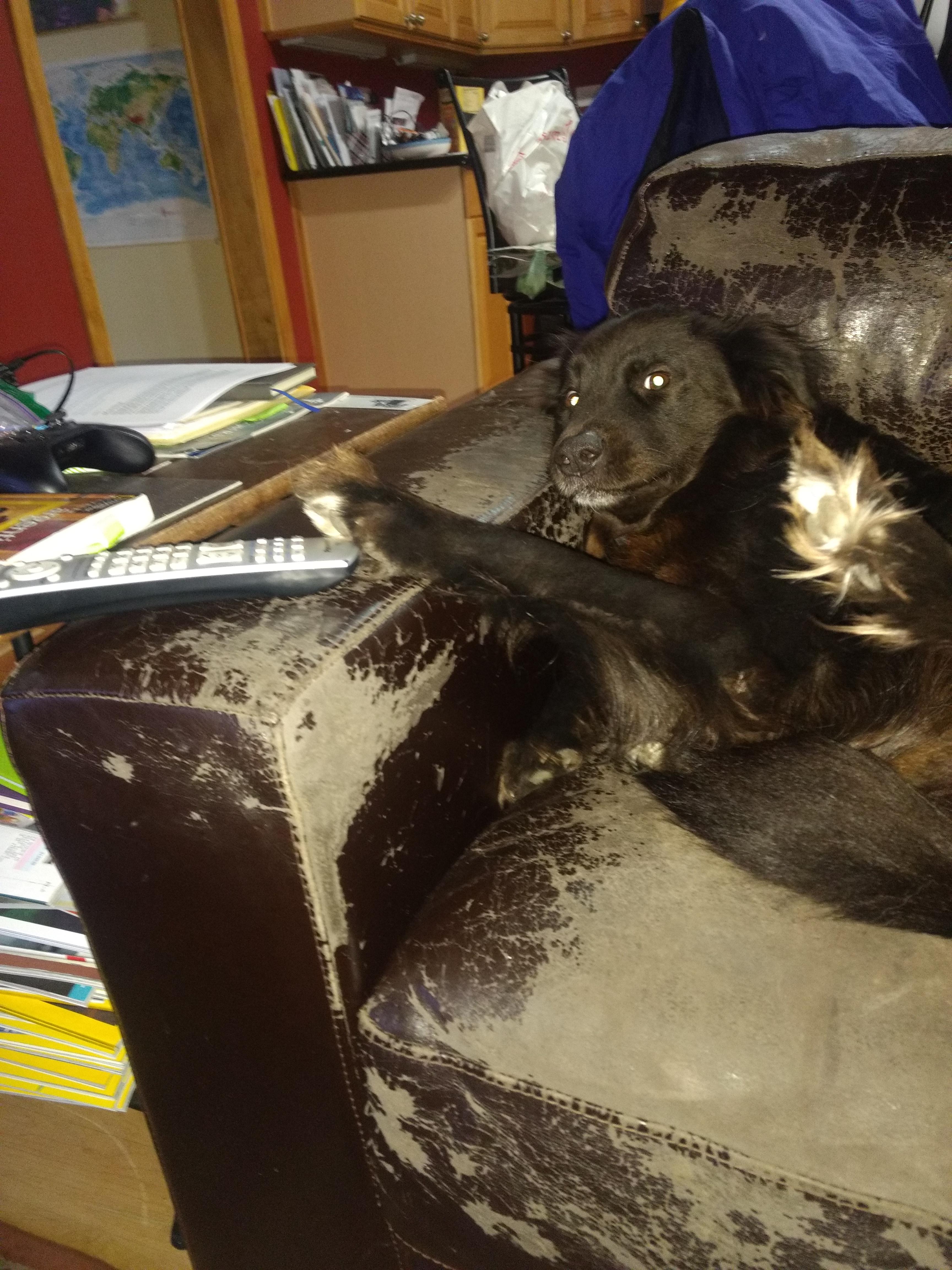 My dog took over the tv, tried to take remote but growled so he just