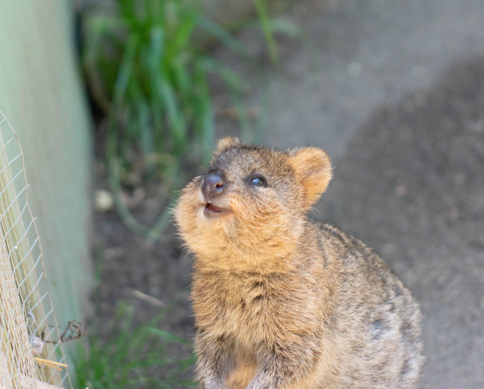 Presenting the Quokka the only Australian animal that probably won't