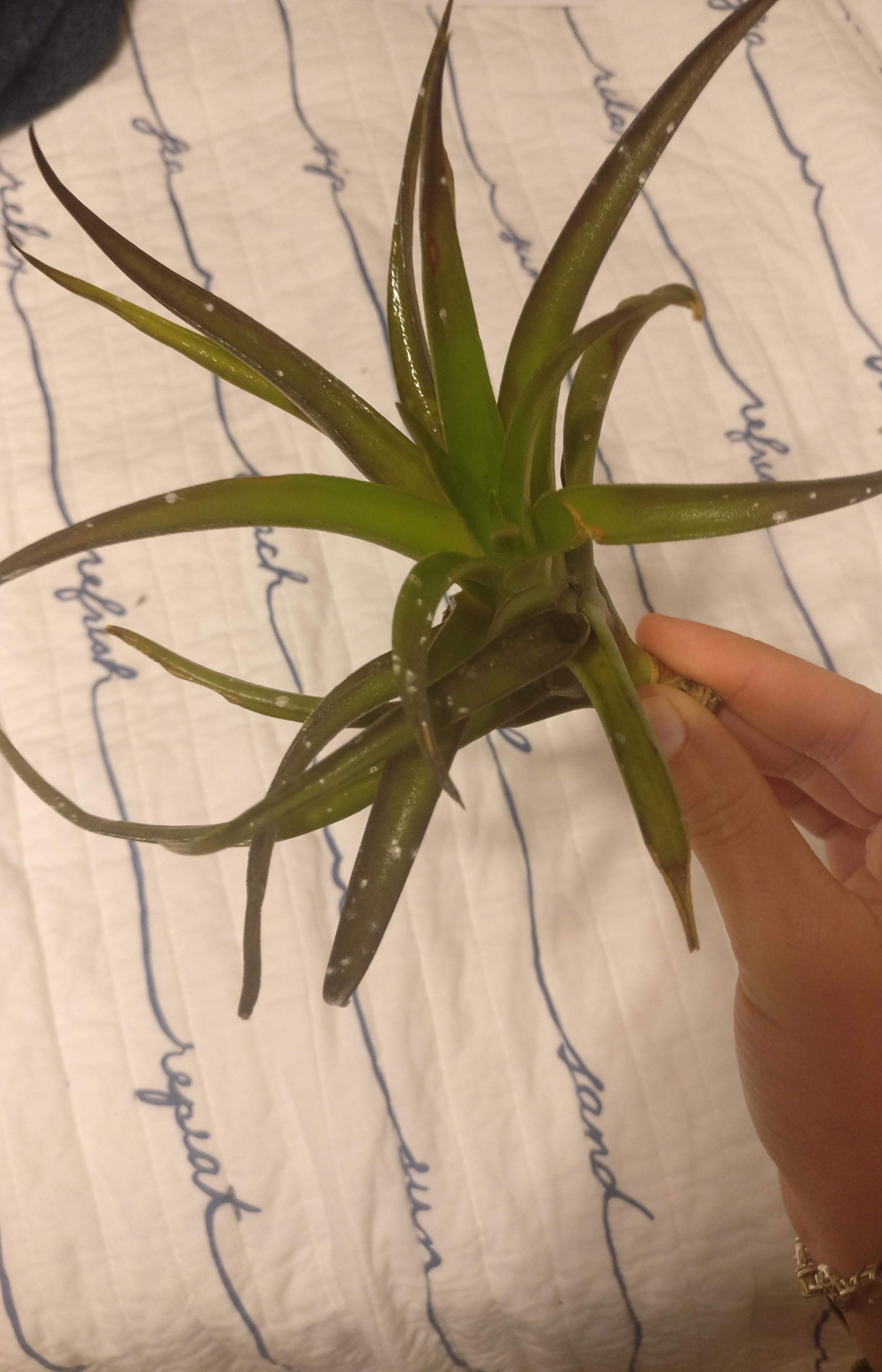 What are the white spots on my airplant? They appeared after soaking it