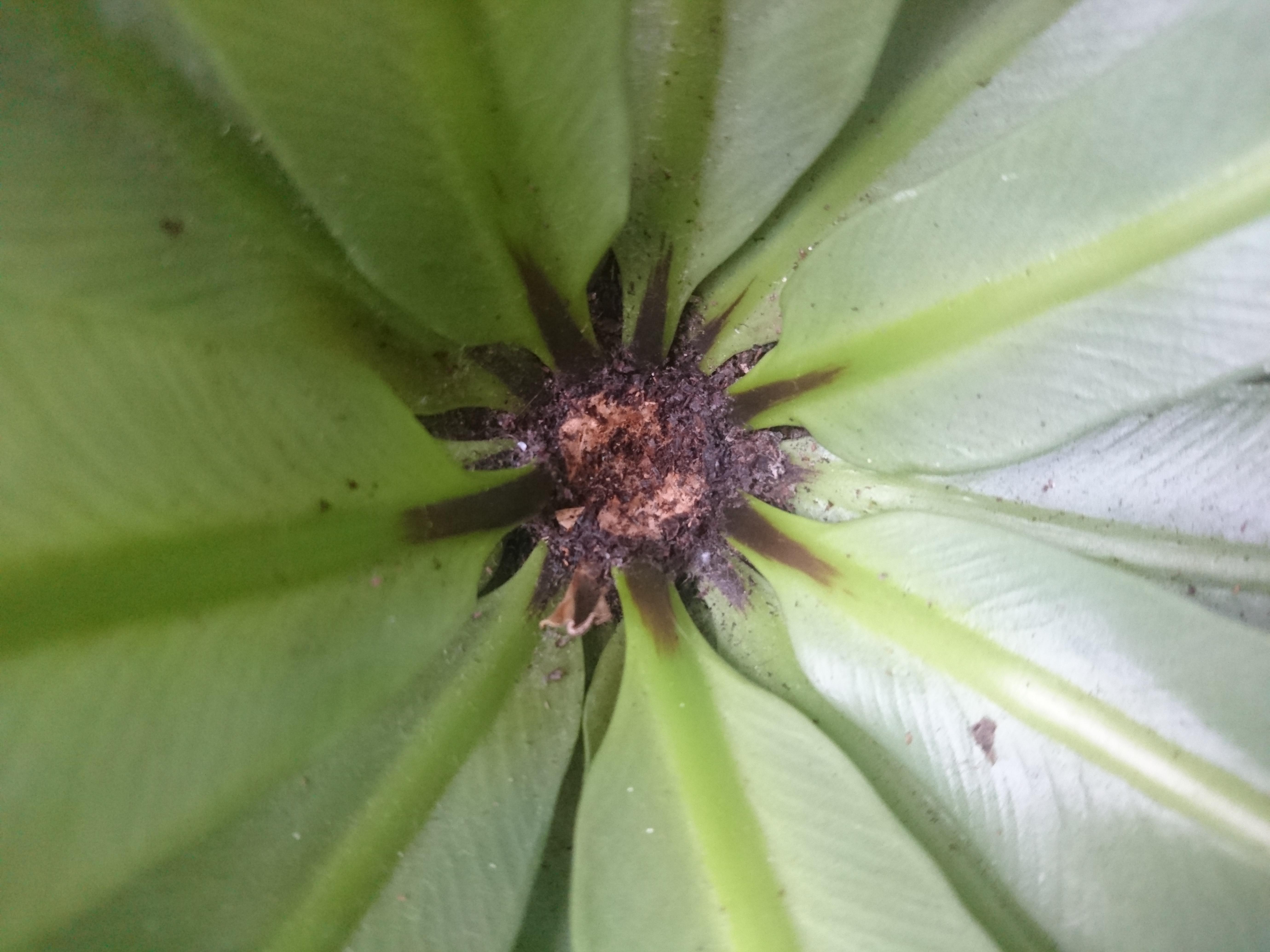 Could a bird's nest fern ever grow new leaves after past crown rot, or