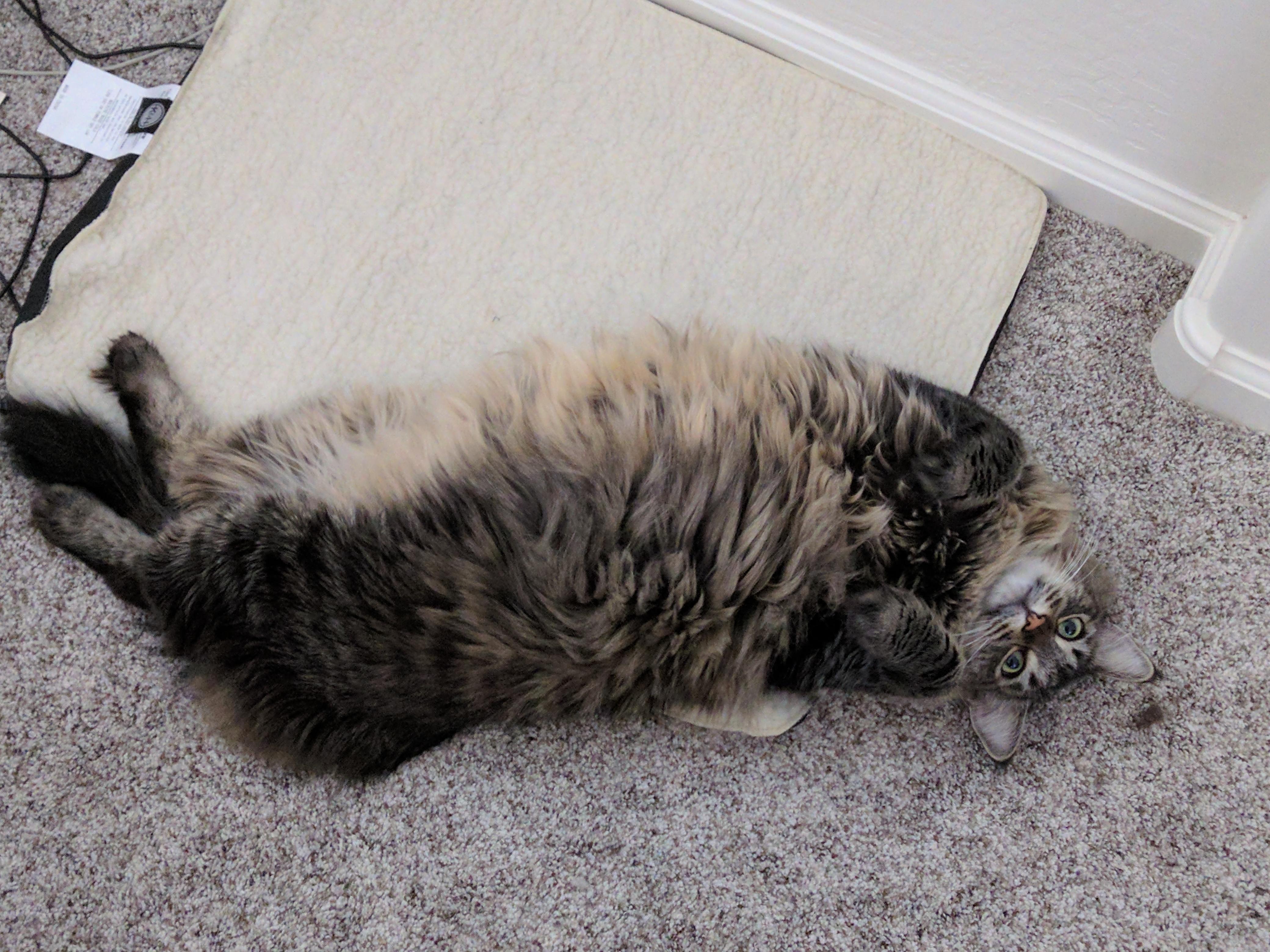 I recently got a heating pad for my cat because the floor was cold