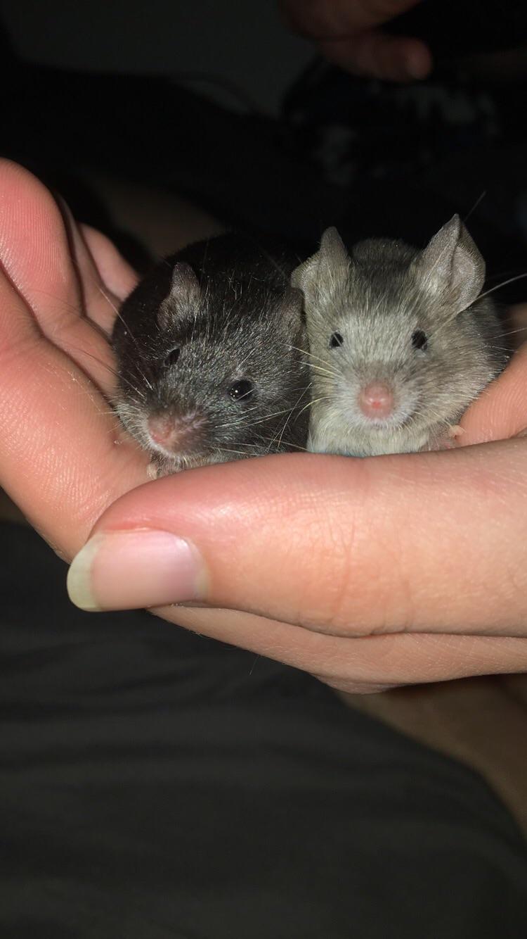 Our new baby mice! r/aww