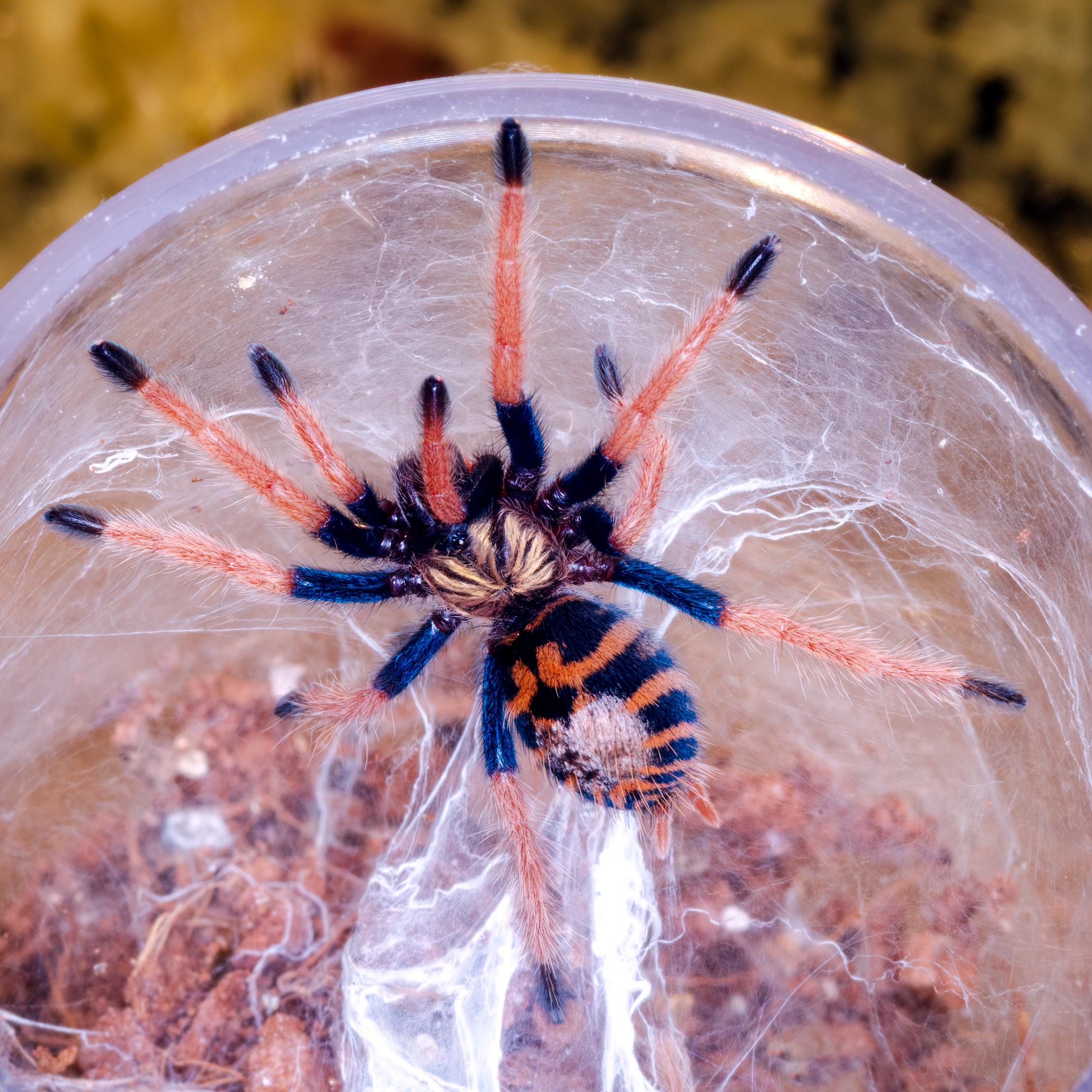 My friend just got this Greenbottle blue tarantula r/spiders