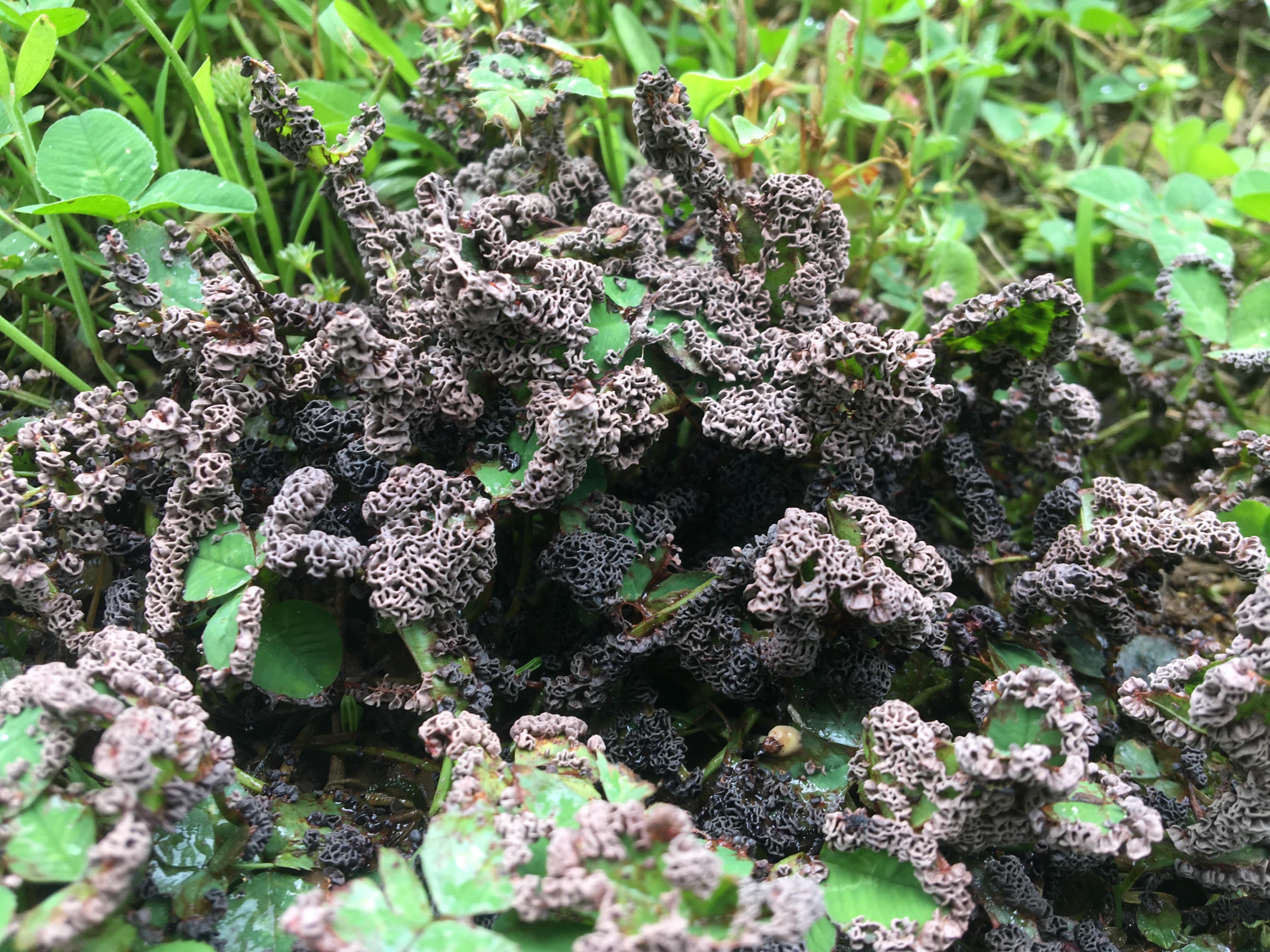 Spongy, light purple fungus growing on a patch of clover in my yard