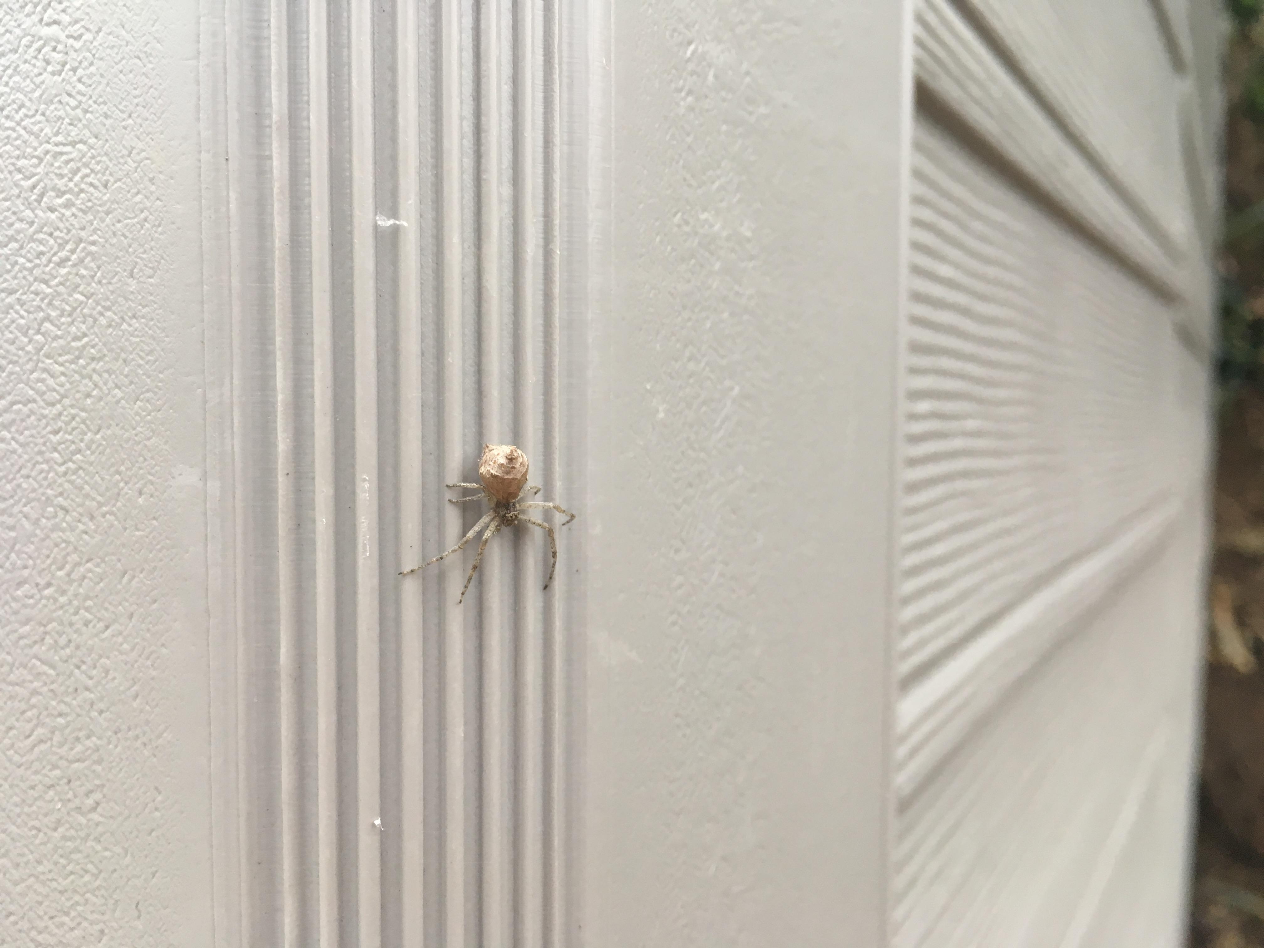What kinda buddy do we have here? Approx 1"...light colored spiders