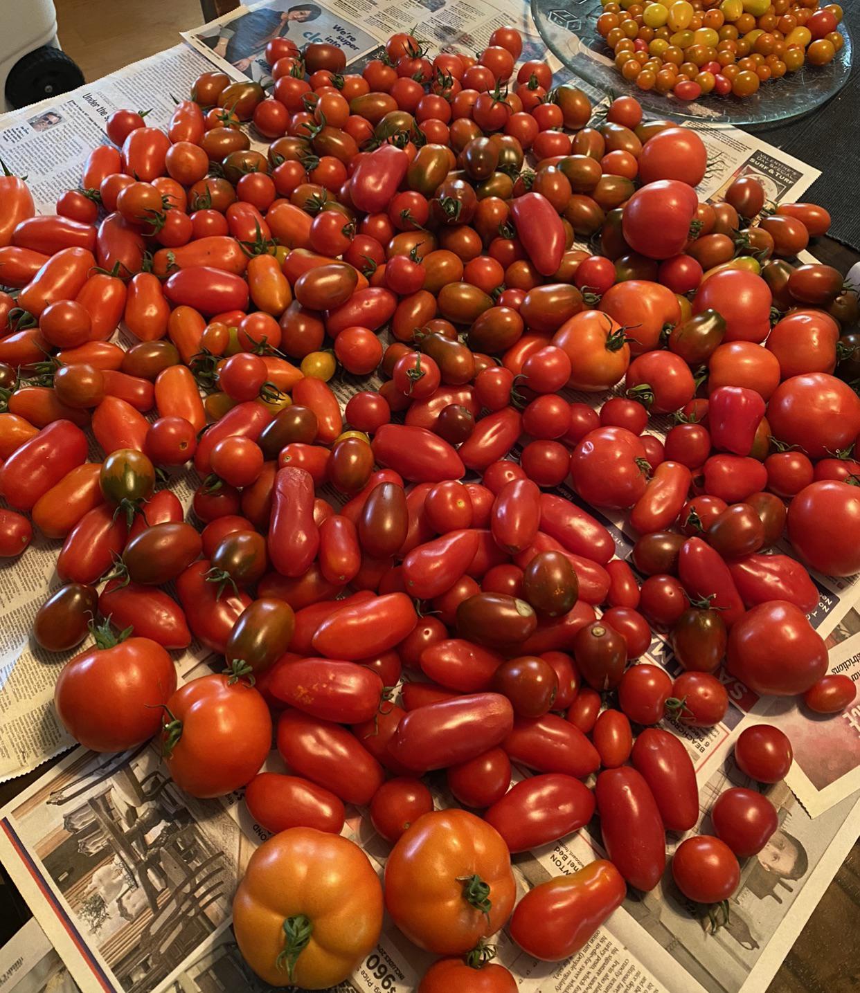Today's Tomato Sauce Harvest r/gardening