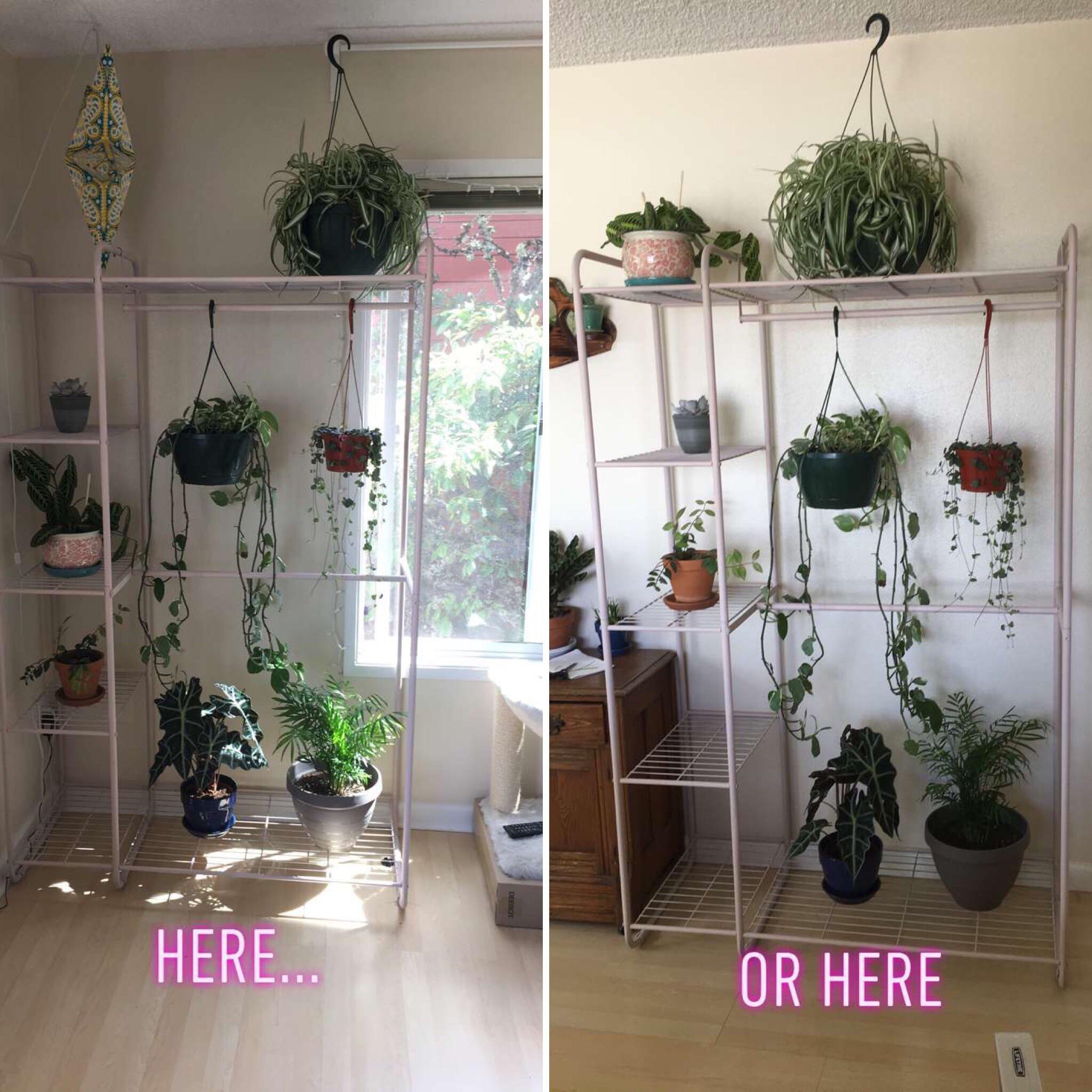 Which placement for my new plant shelf had better indirect sunlight!? Left is in a corner but