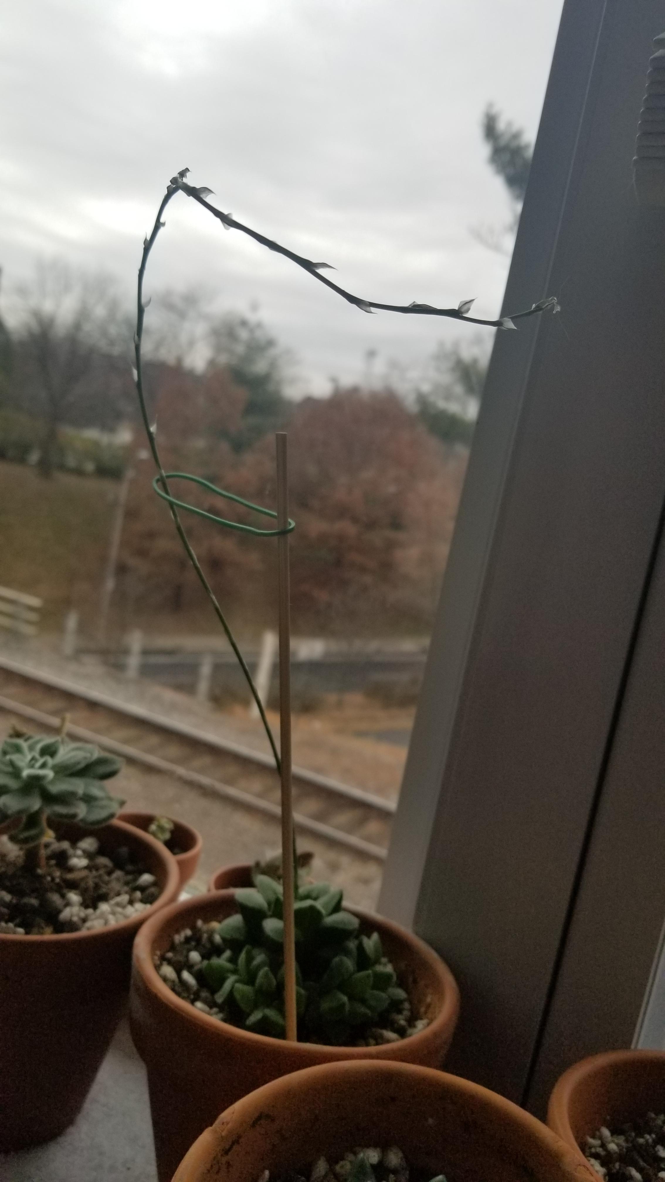 What to do with my flower stem now that there are no more flowers? r