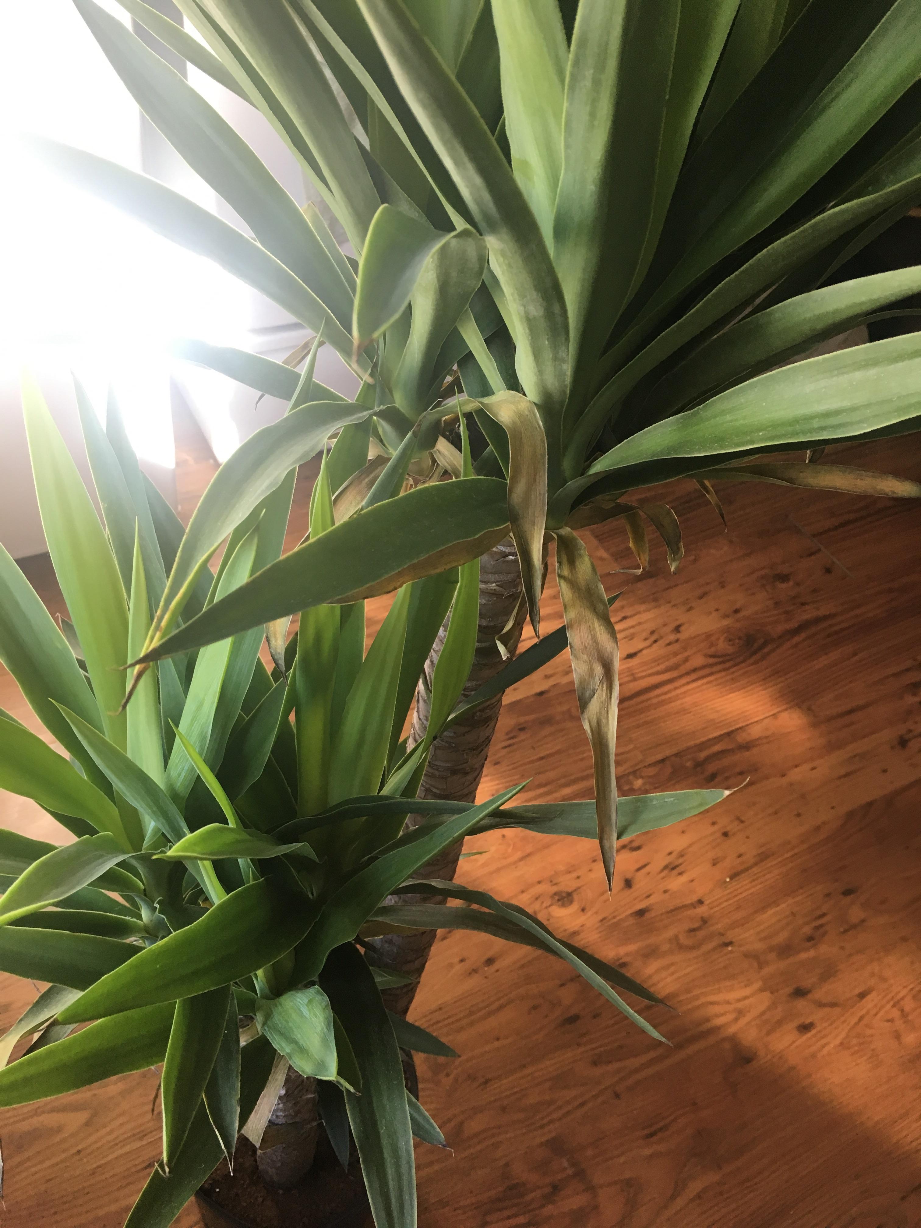 Yucca elephantipes how to properly care for this plant. She seems a