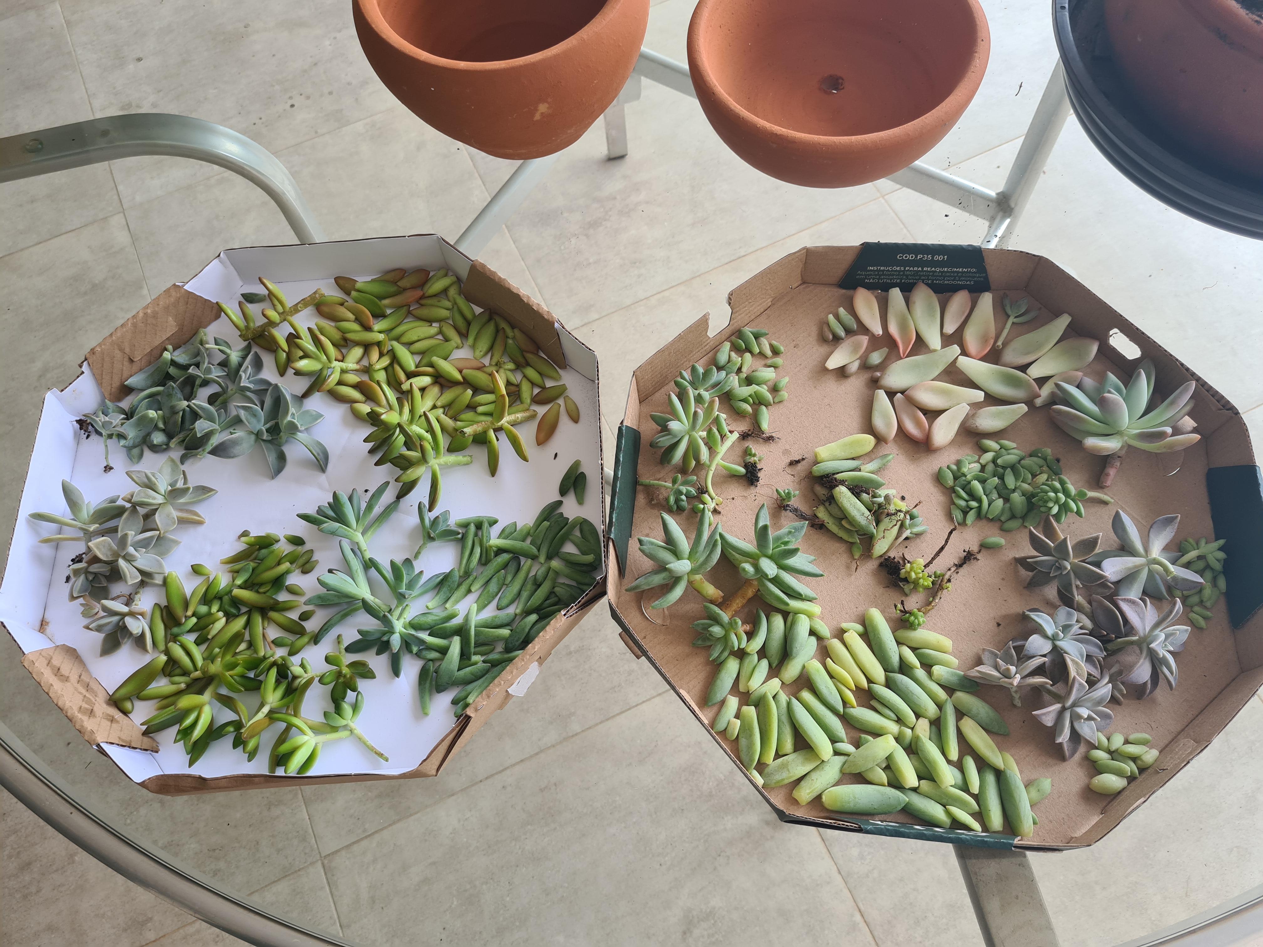 My mom's succulents needed some trimming r/proplifting