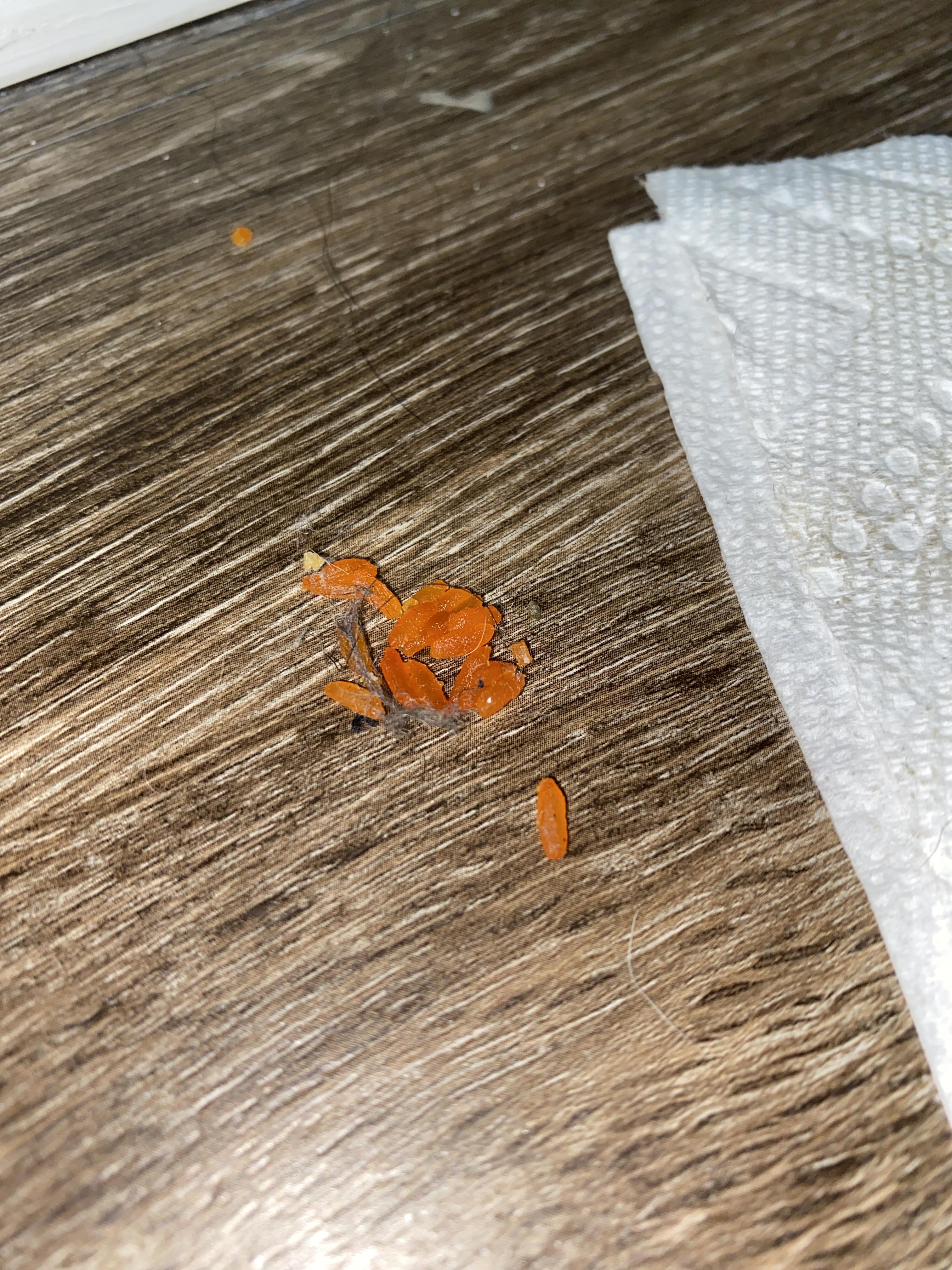 Roach Eggs ? // NC Loopholes for Breaking Lease??? r/Apartmentliving