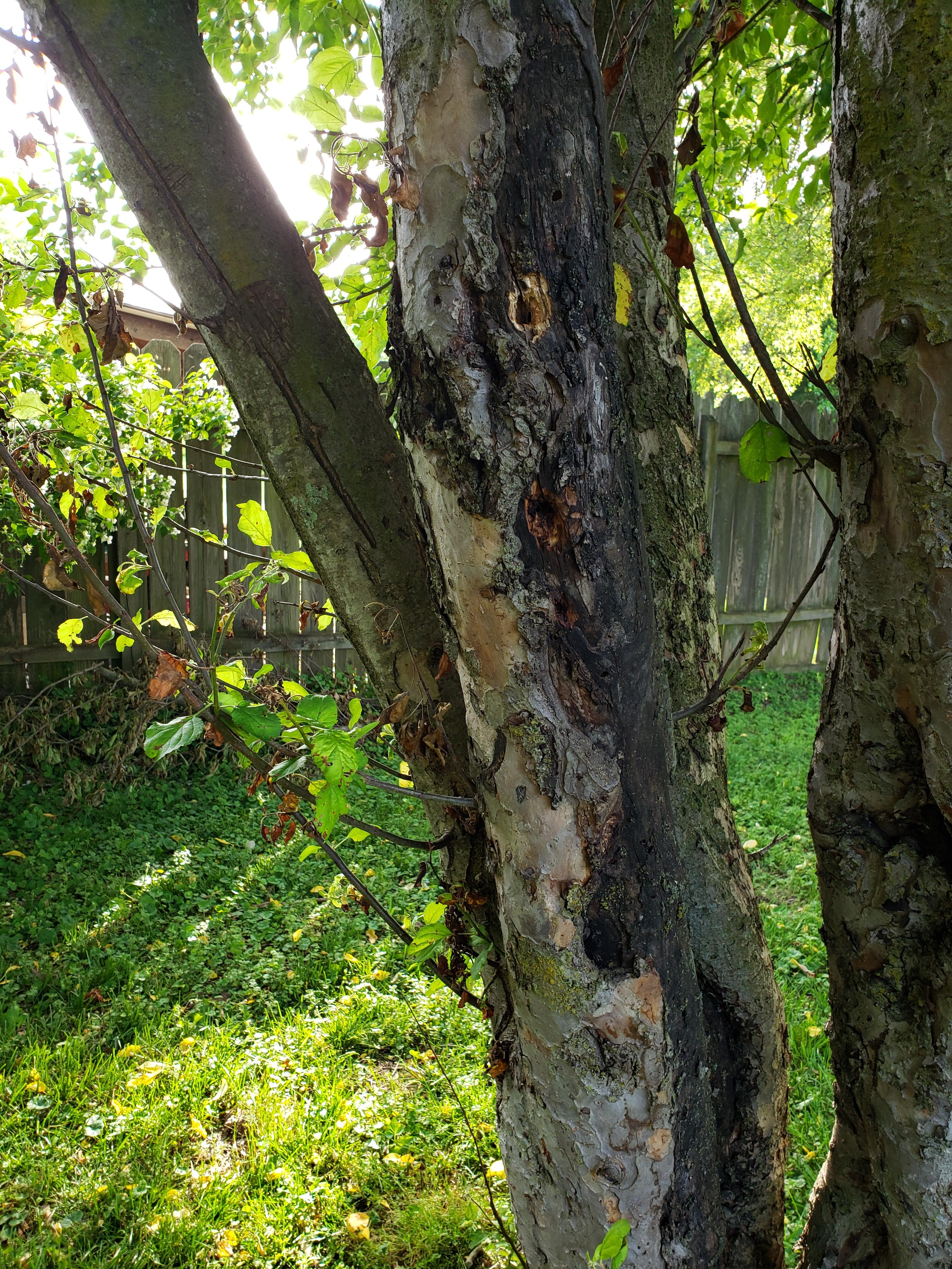 Is this fire blight? Appletrees