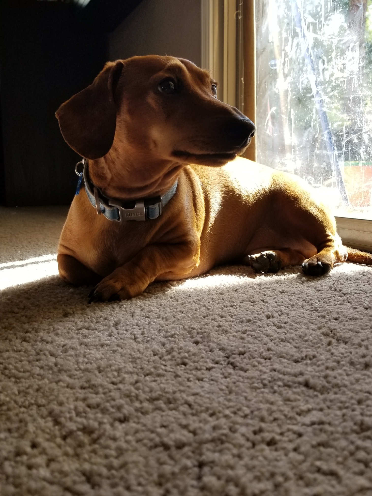 Ziggs loves the sun r/Dachshund