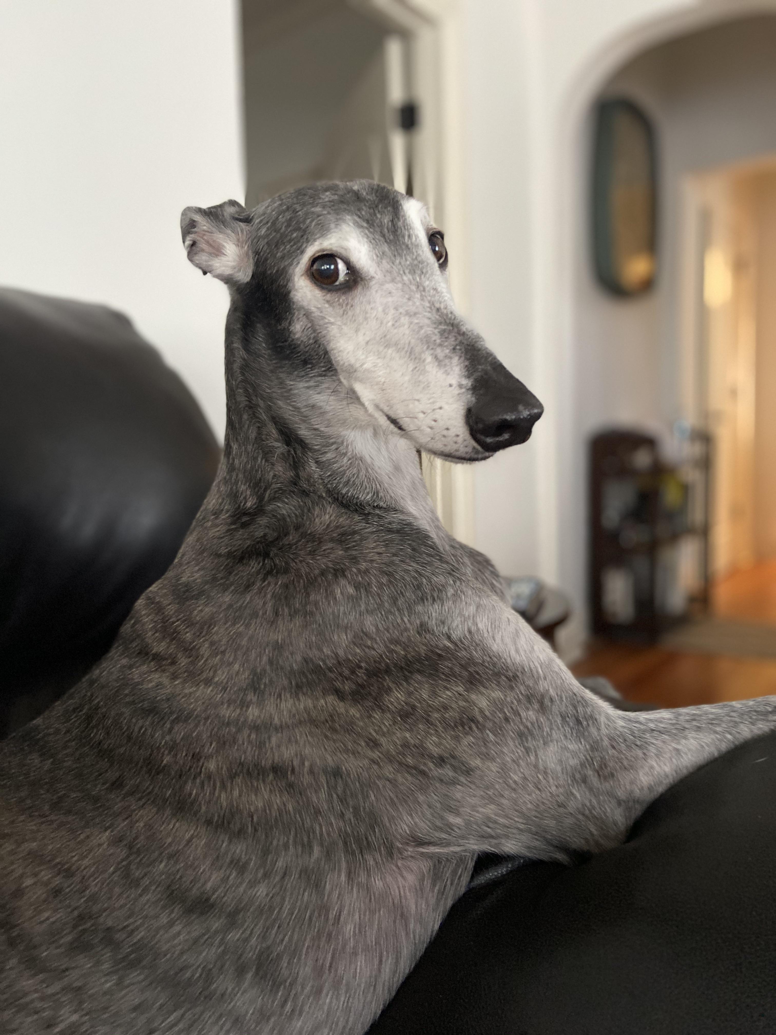 One nervous kangaroo r/Greyhounds