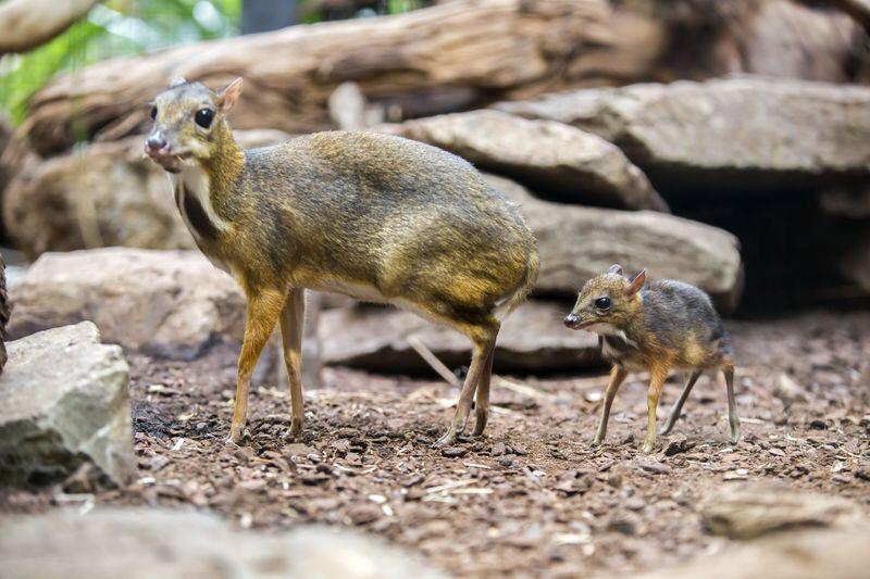 🔥 Chevrotains or mouse deer are the smallest species of deer in the world. They only get up to