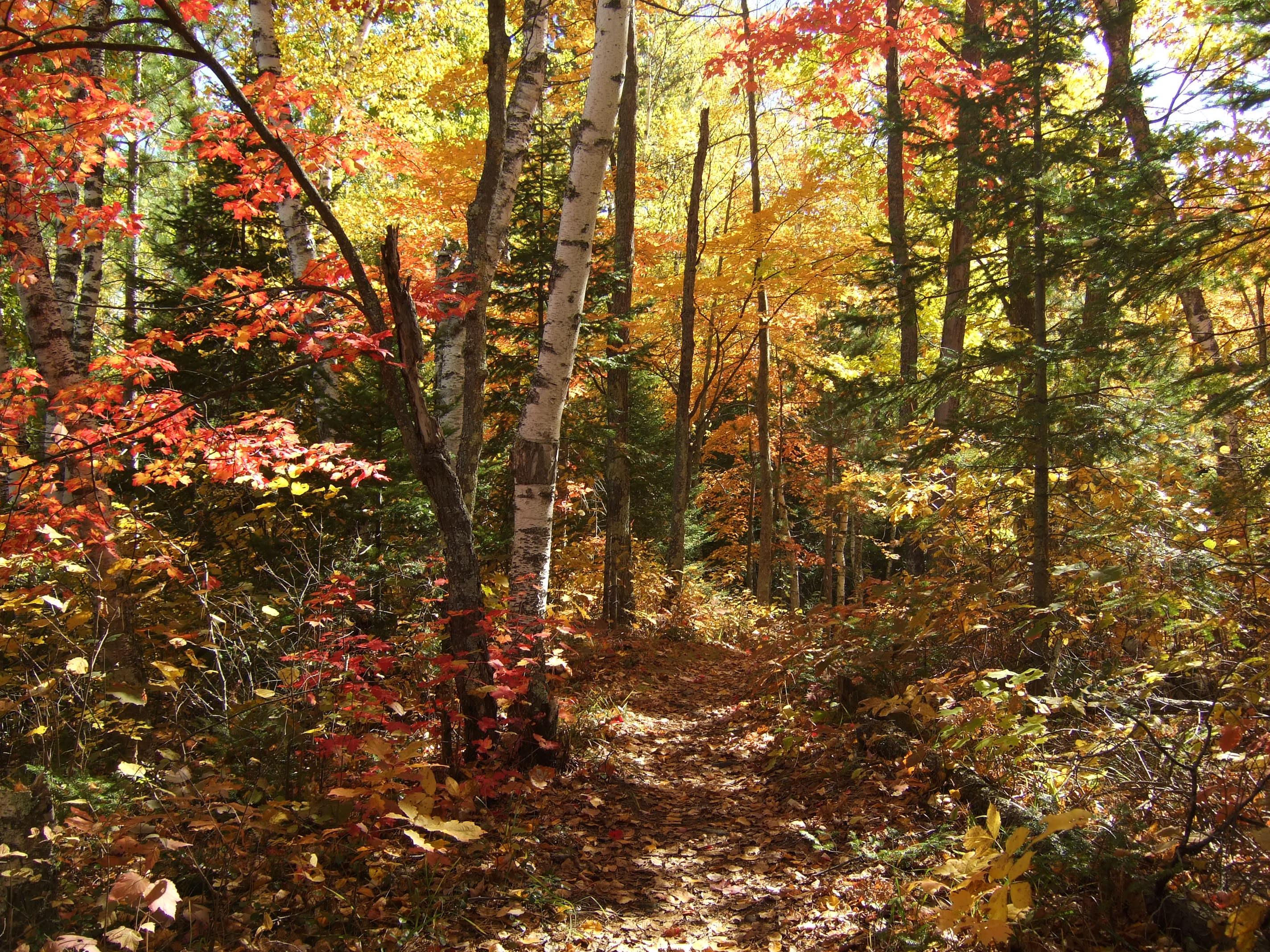 Fall Colors Northern Wisconsin, 2011 [OC] [2848x2136] r/EarthPorn