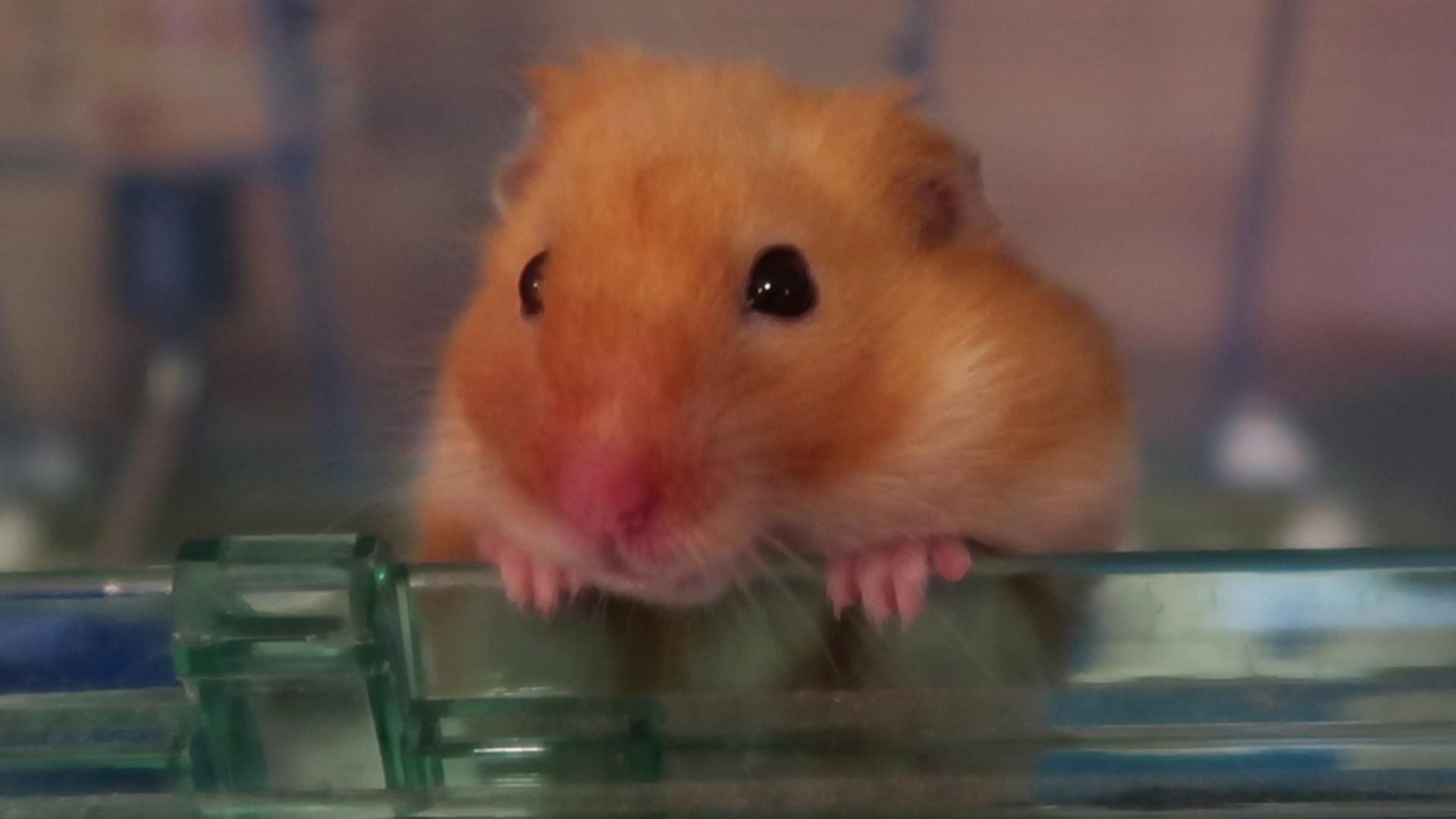 Check this AWESOME custom new hamster house! hamsters