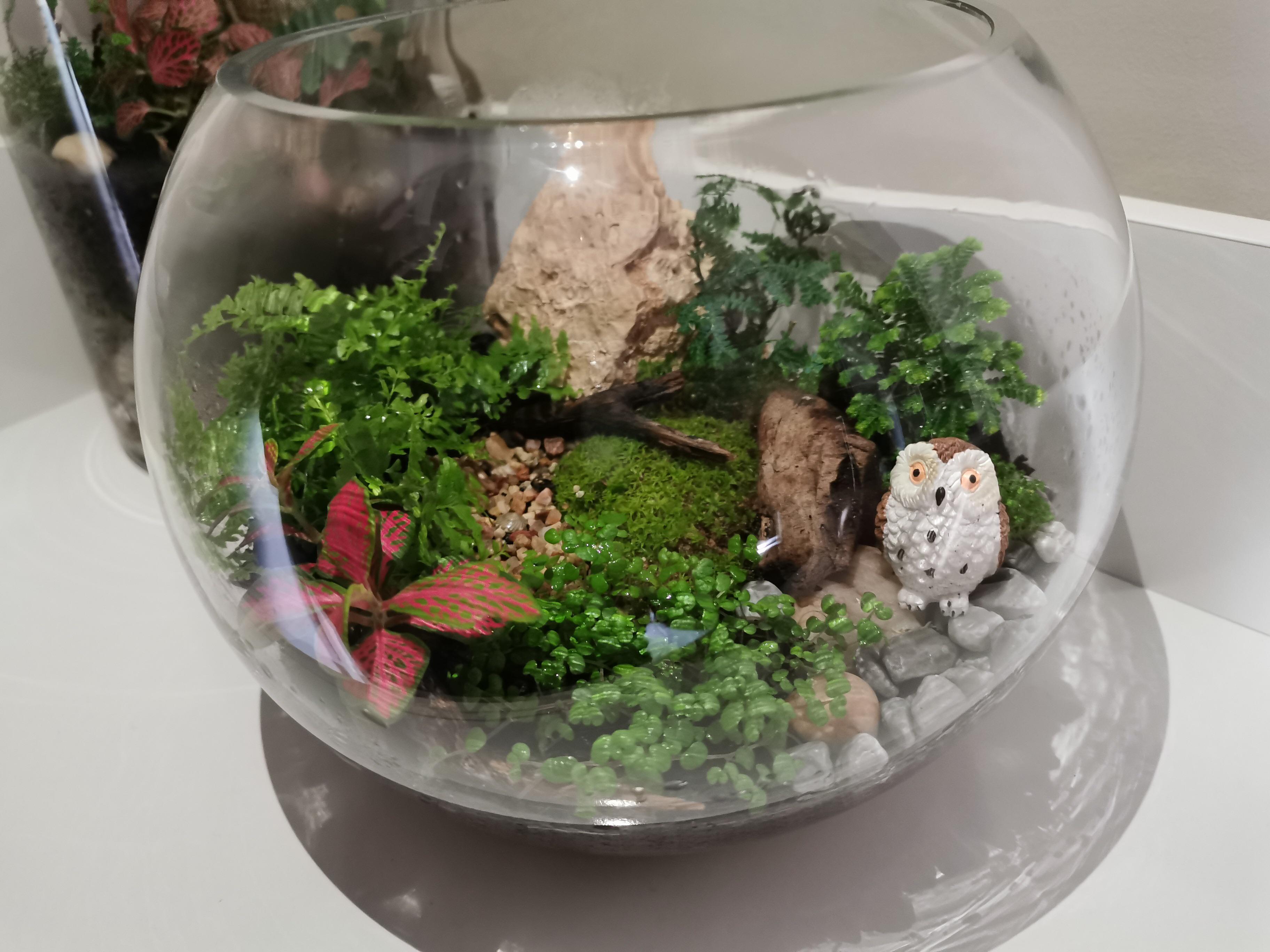 My third attempt on terrarium, should I normally leave the top open or