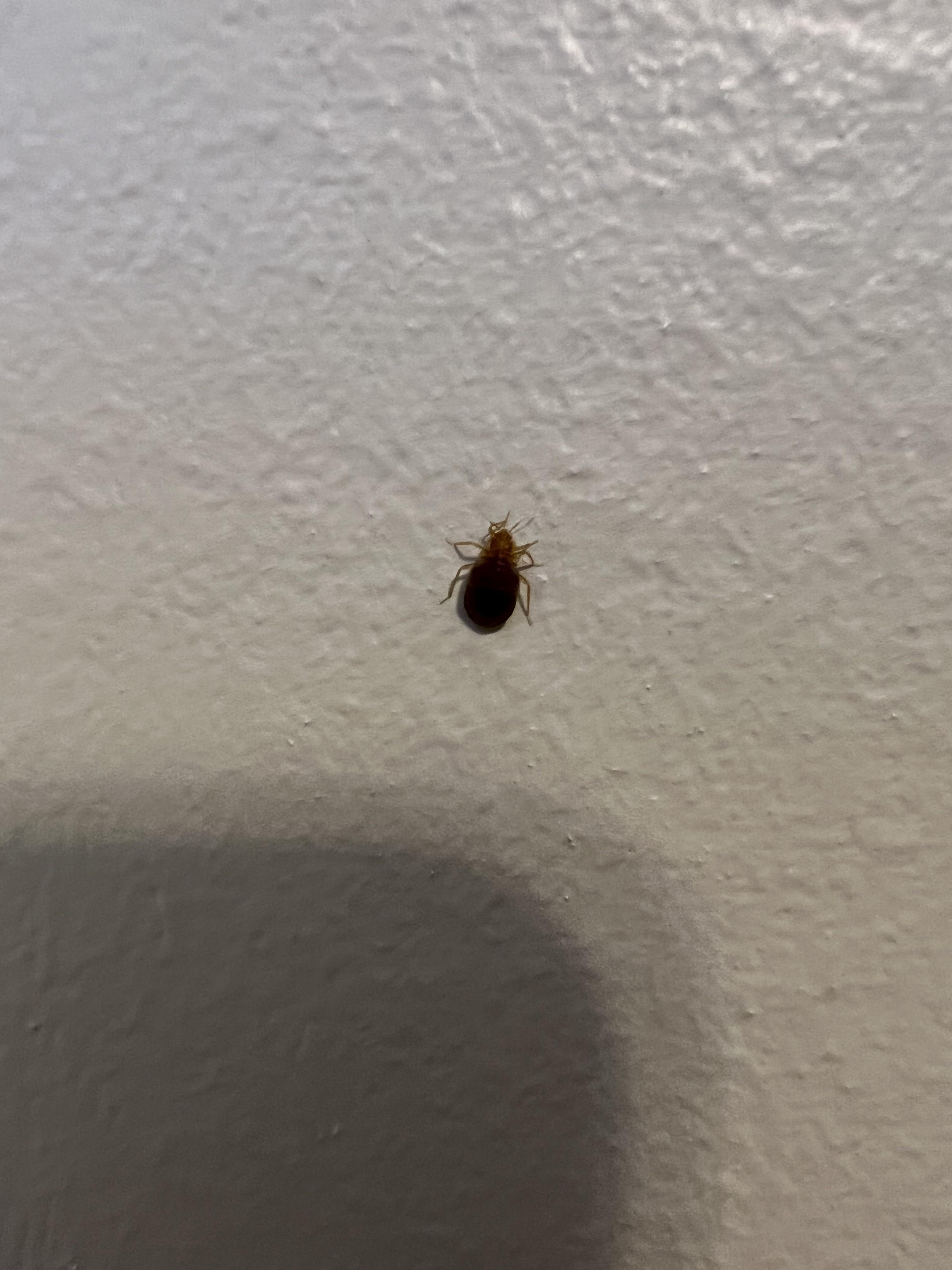 On vacation, bed bugs confirmed. Bagged everything, bought new clothes