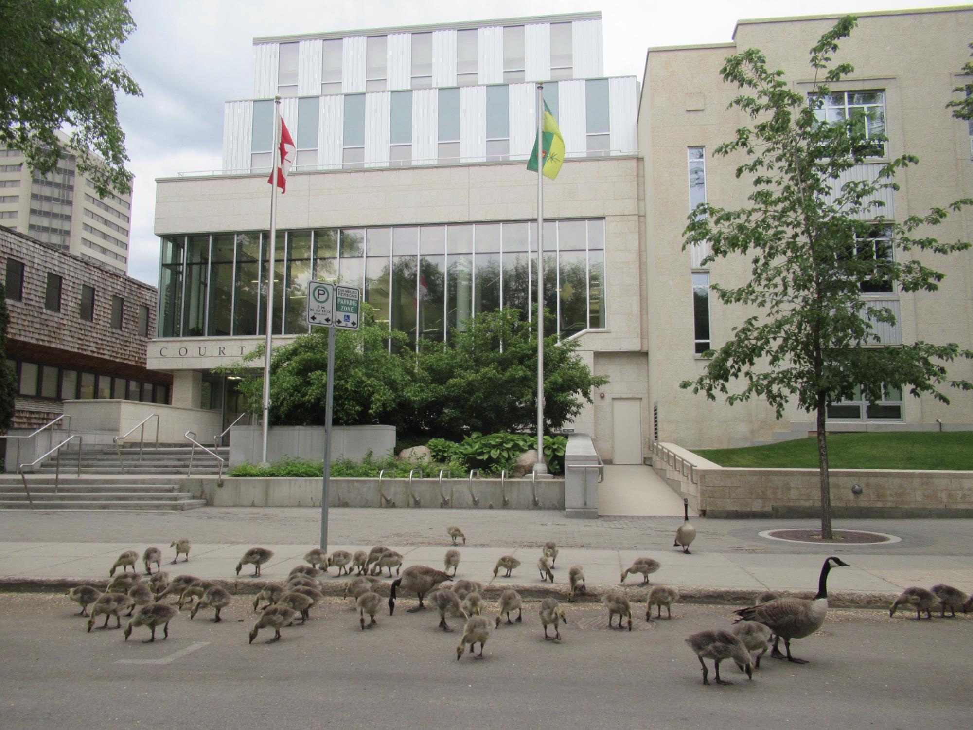 I saw the Canada geese flock in front of the Queen’s Bench Courthouse in Saskatoon this morning