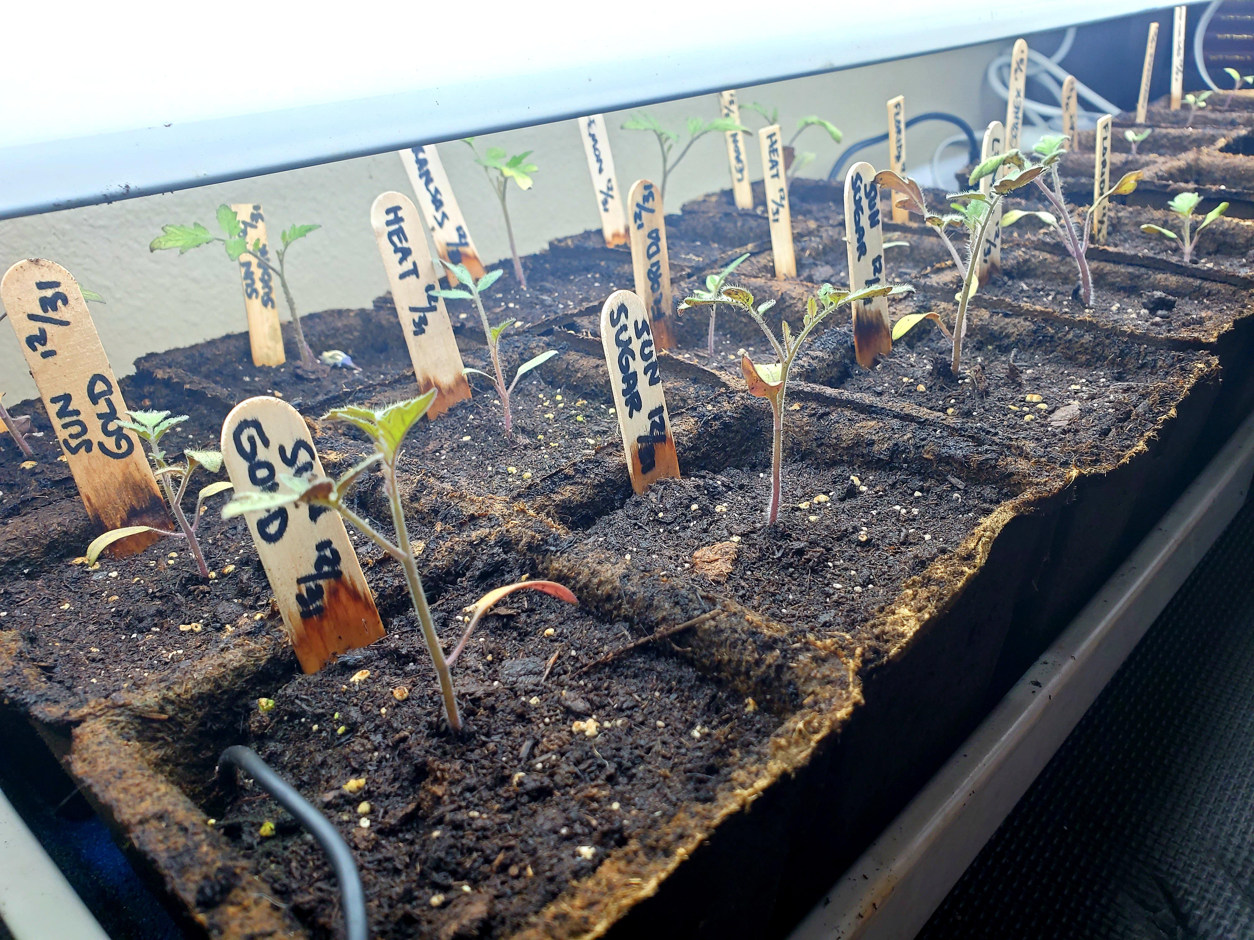 Zone 9a Tomatoes Doing Well r/vegetablegardening