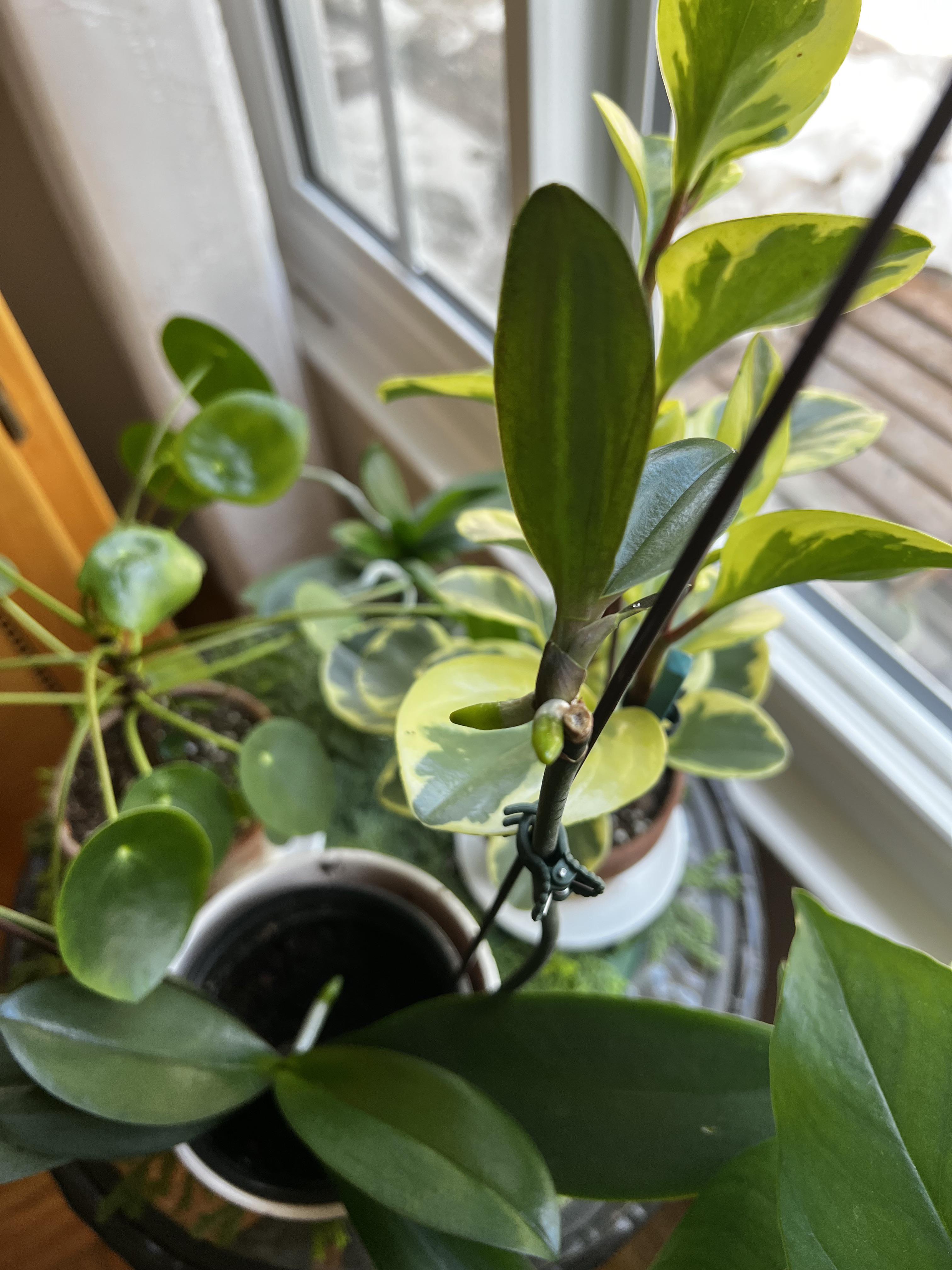 Is my orchid making a new orchid? Do I remove it and pot it? r/plants
