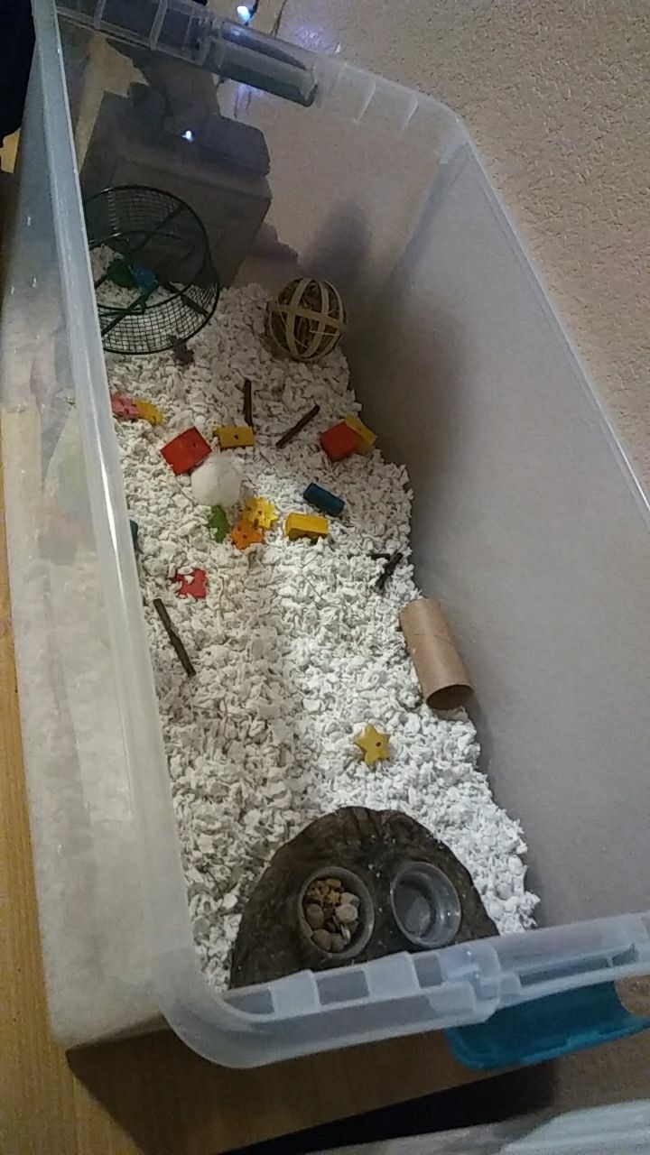 Impulse bought this hamster is this diy bin cage too small? r/hamsters