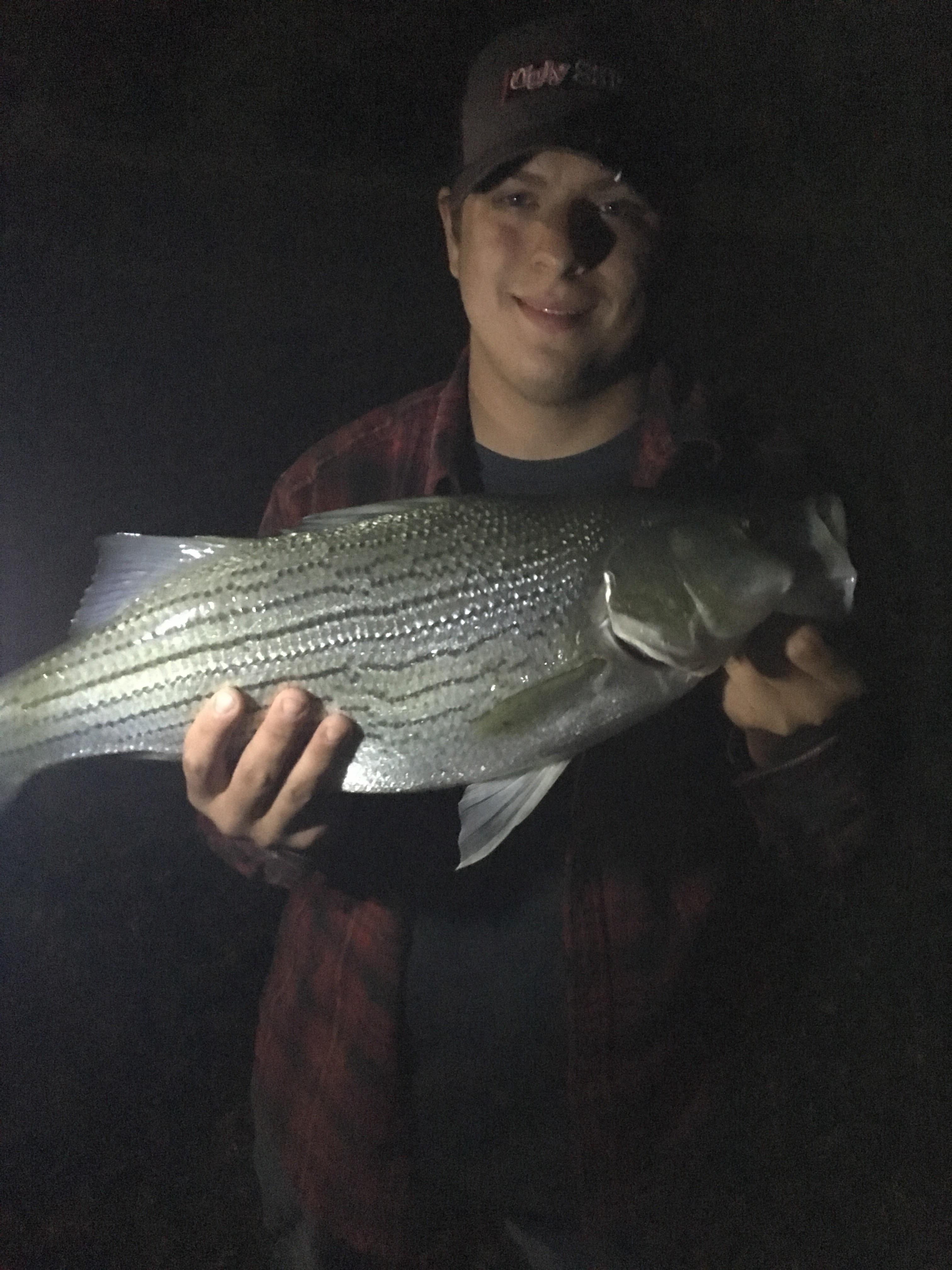 Caught this Striped Bass on chicken liver while night fishing