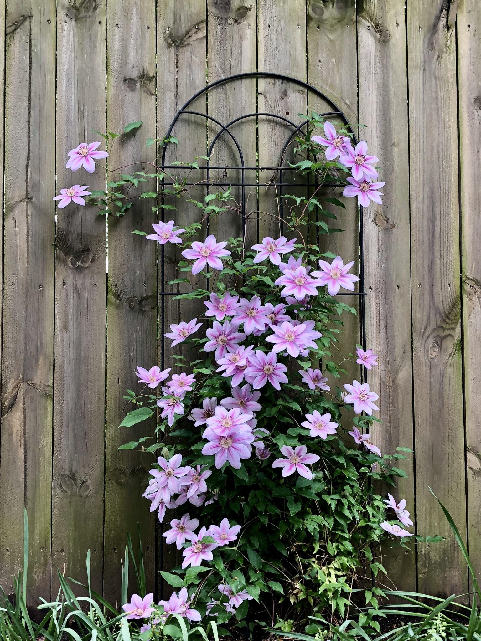 Clematis growing in Columbus, OH r/BotanicalPorn