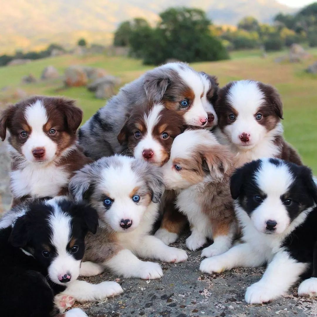 Our Australian Shepherds are the ultimate canine companions due to