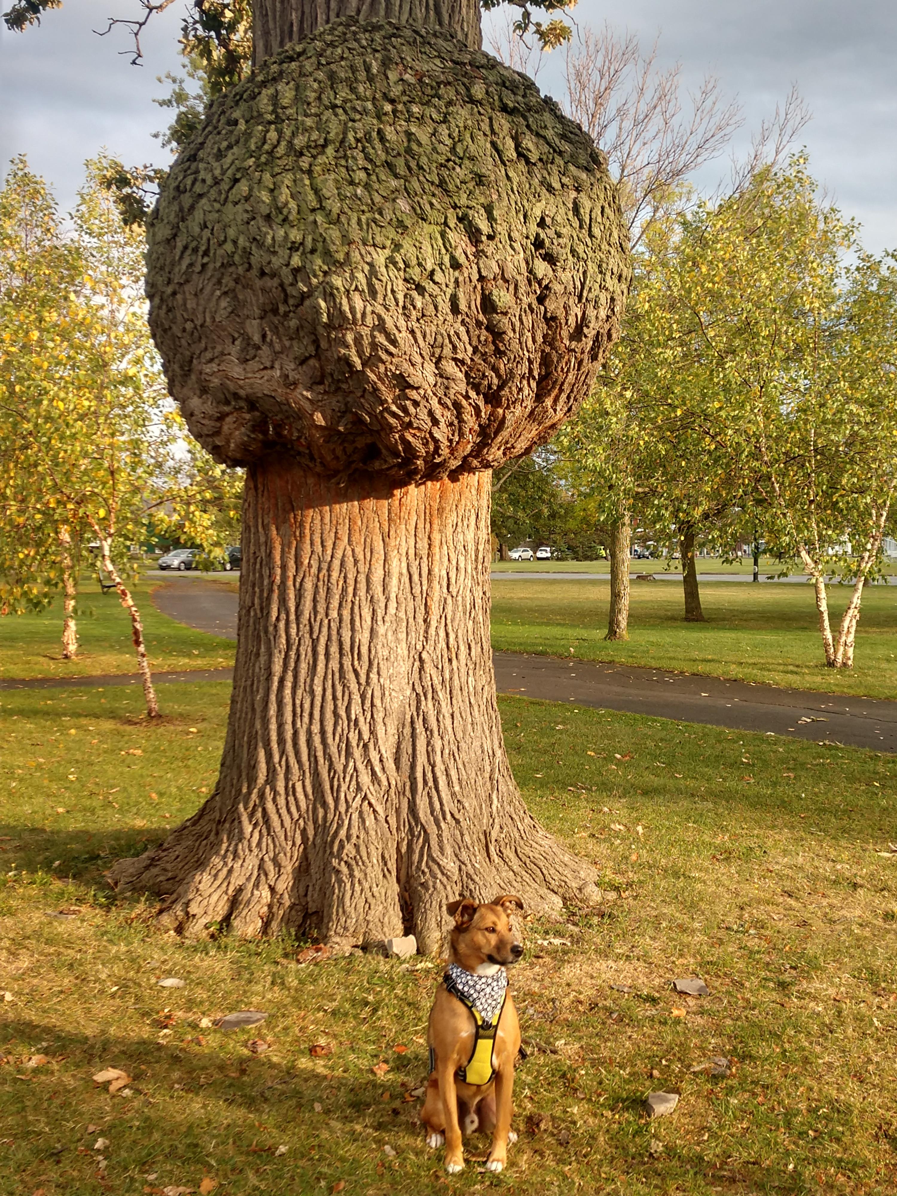 An impressive bur oak burl. My 60lb pup for scale. Riverside Park