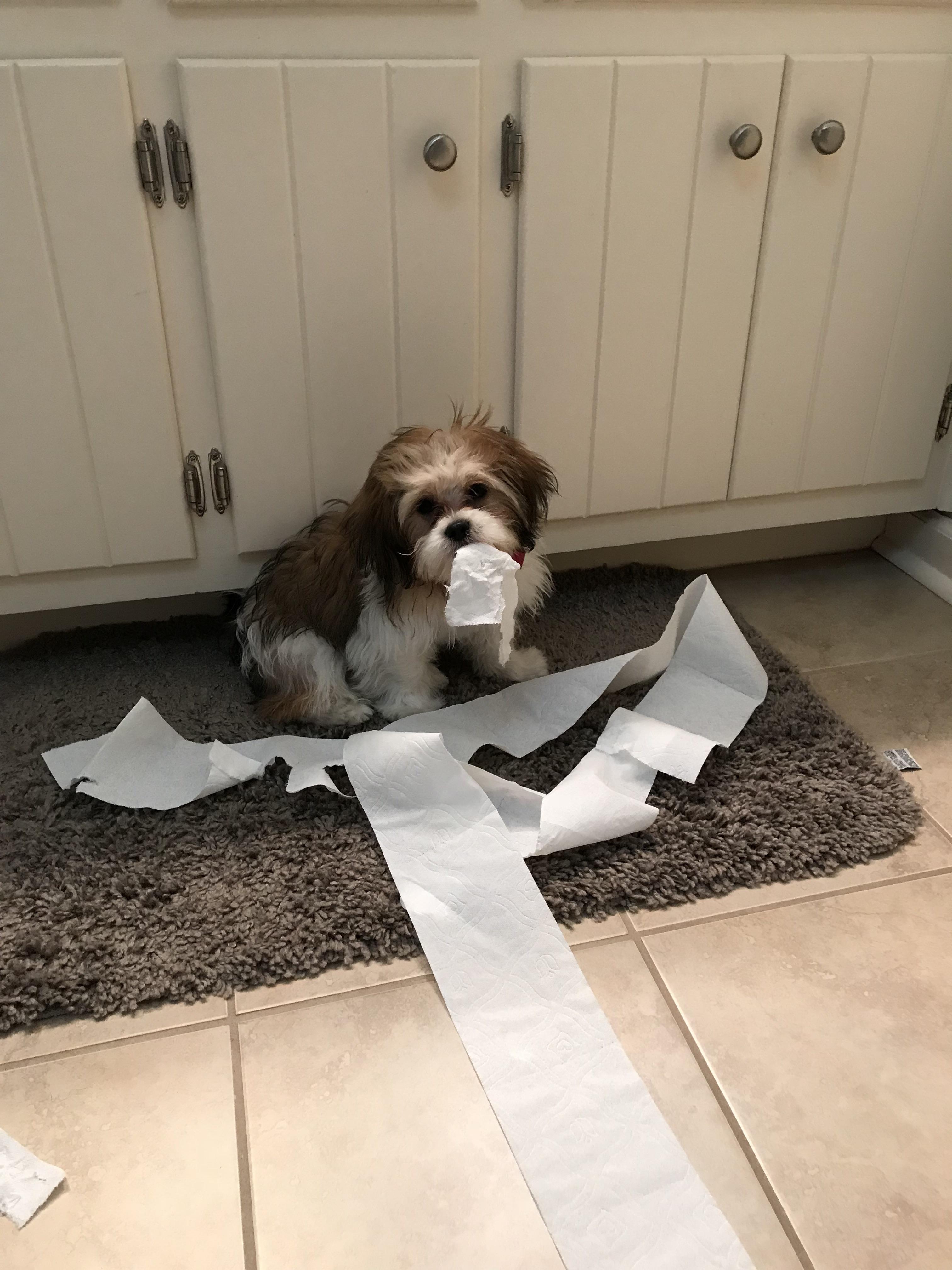 My dog Abbie discovered toilet paper today. r/AnimalsBeingJerks