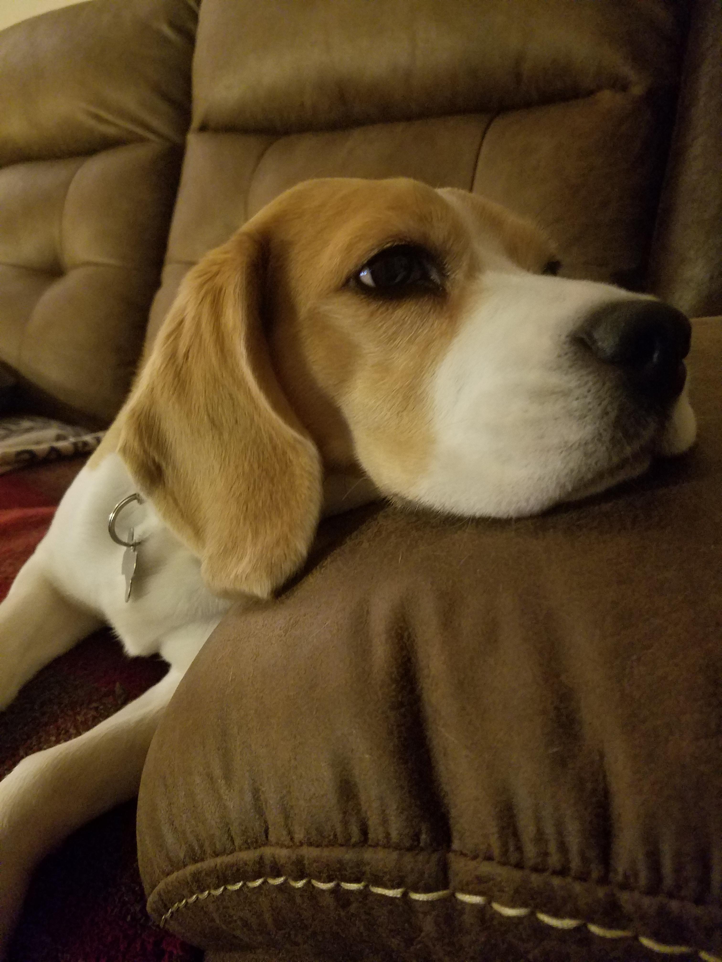 Can Dogs Have Their Ears Pierced