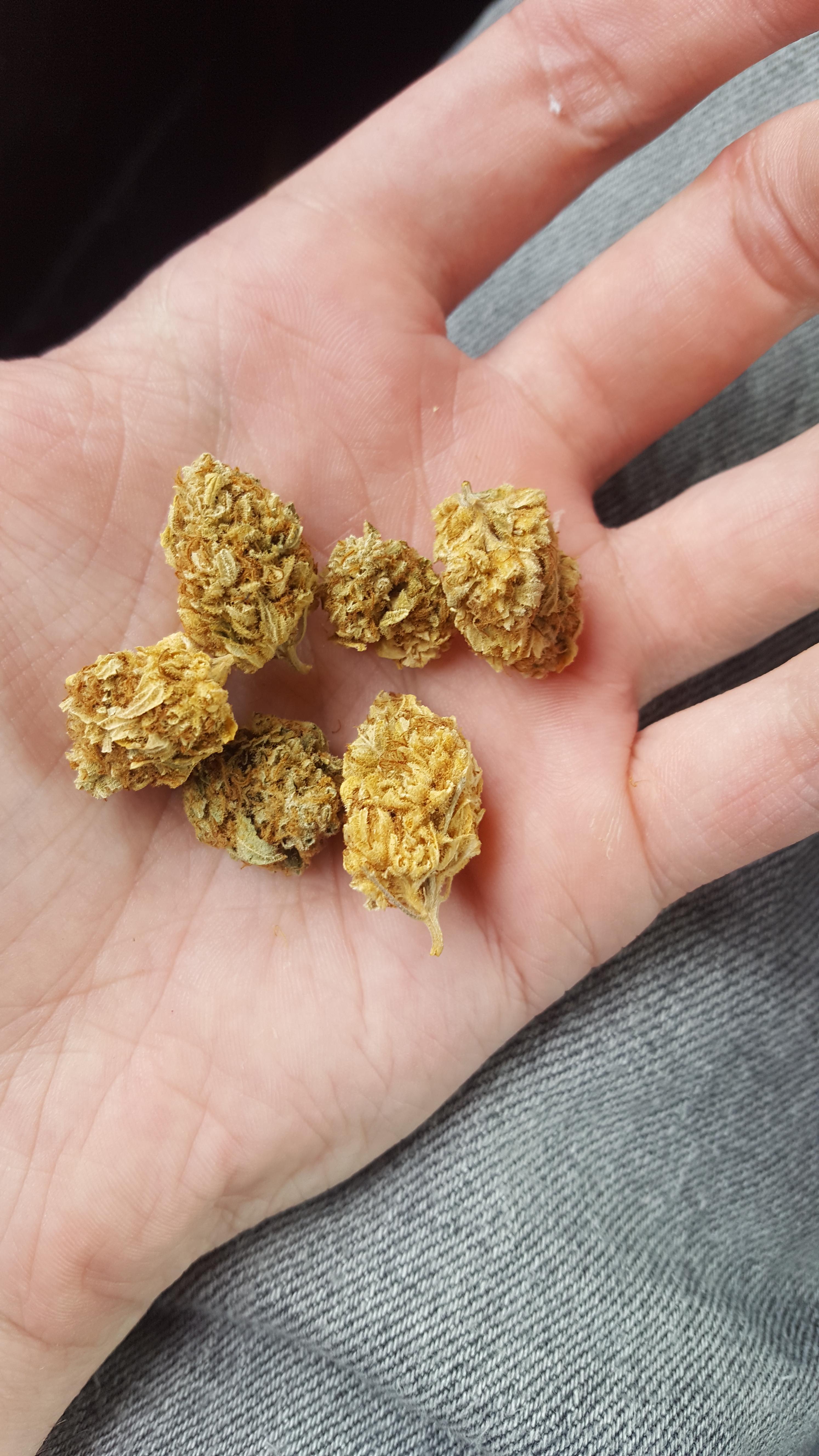 Is there such a thing as yellow weed or did I get ripped off? r/trees