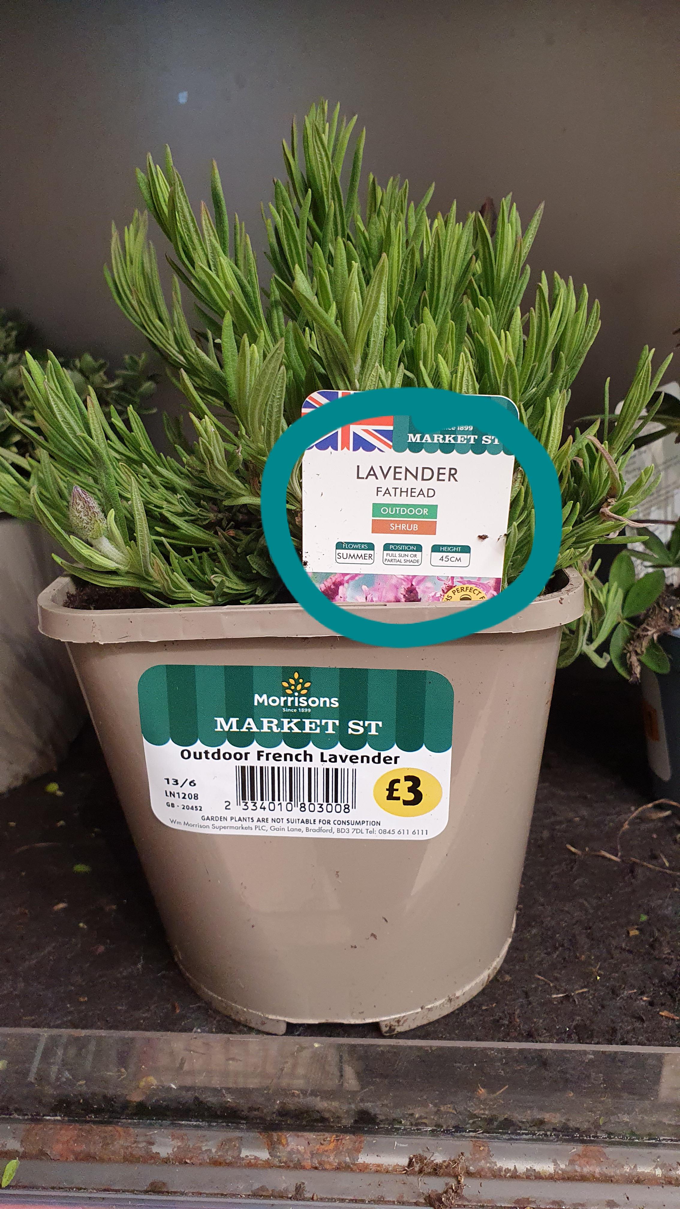 Morrisons Supermarket Plants And Shrubs Garden Plant