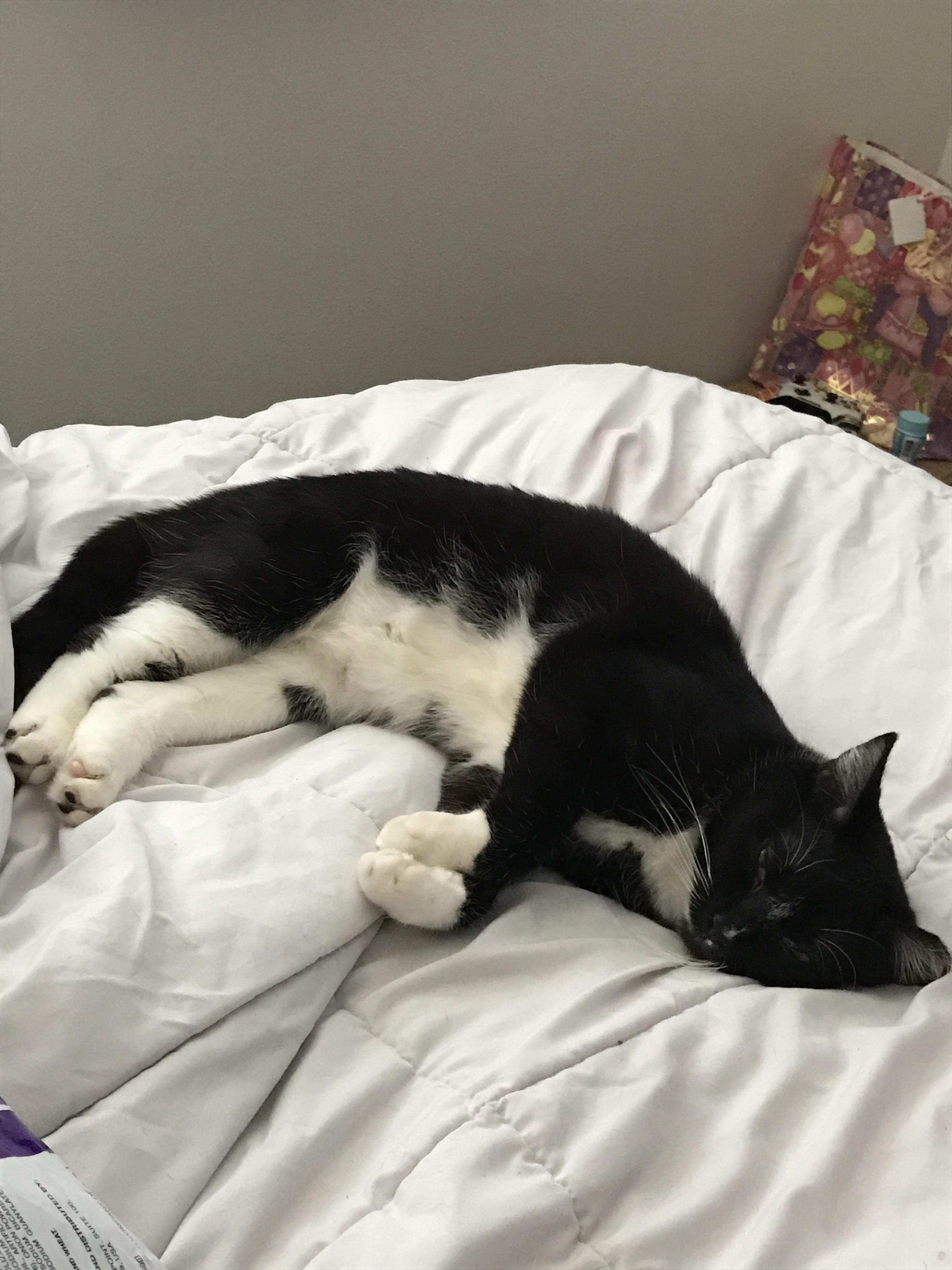 Picked up a cat from the shelter that was unfriendly towards people