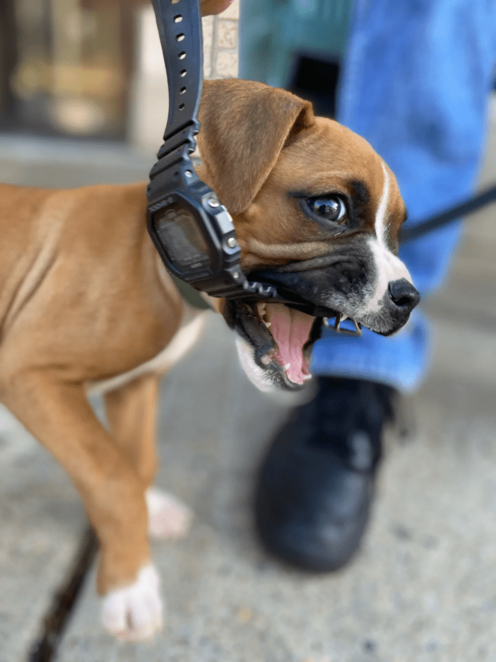 Look what the Dog Puked Up r/WatchesCirclejerk