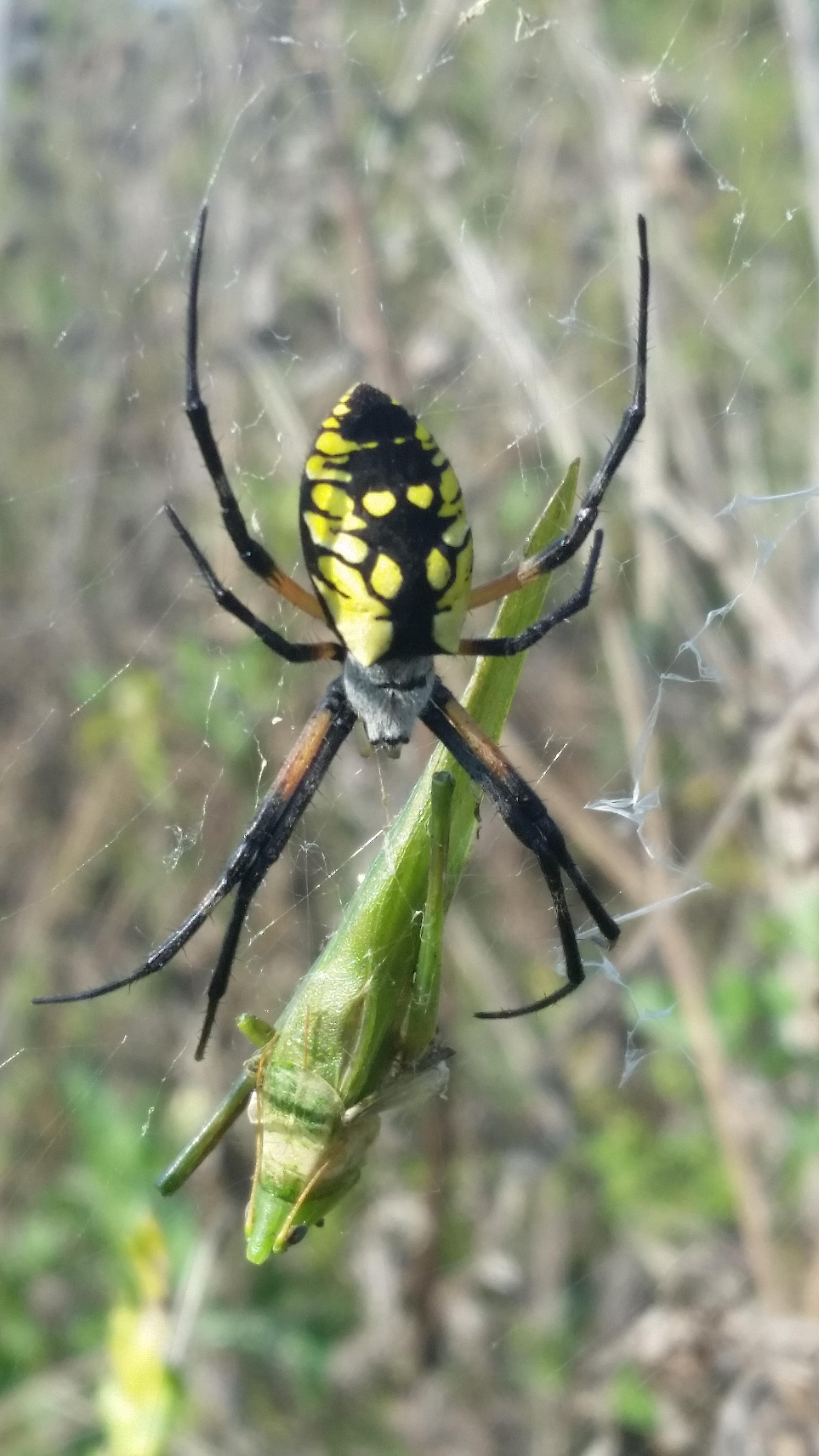 I love our beautiful garden spiders