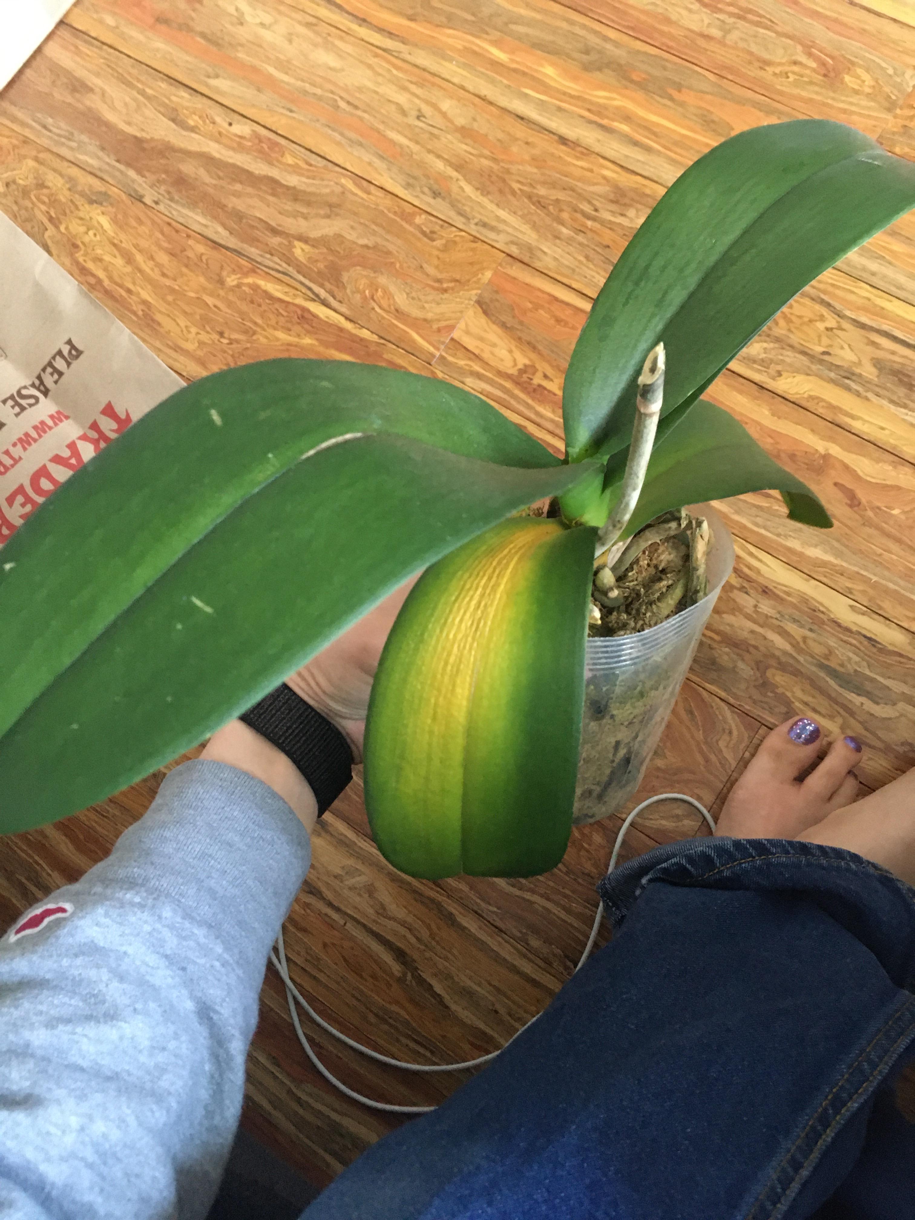 Phal leaf yellow and droopy over the weekend... halp r/orchids