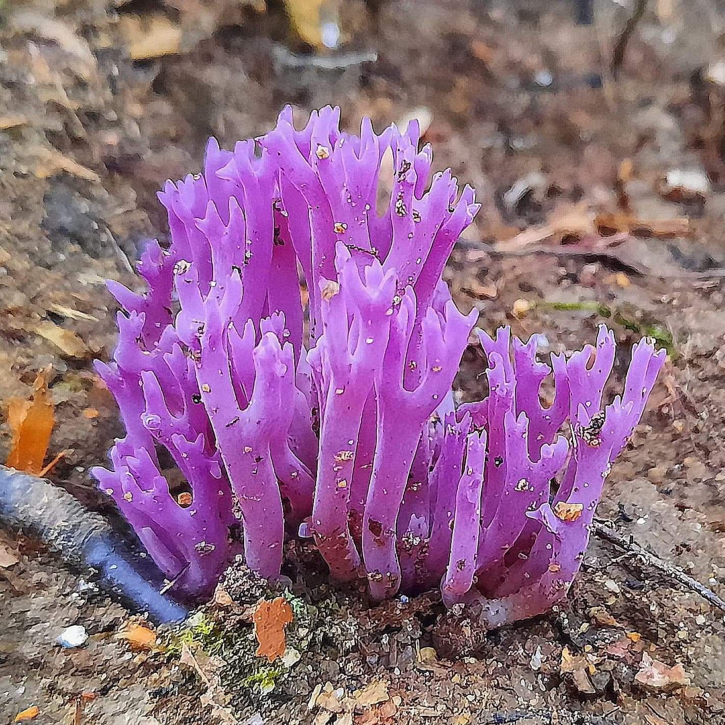I found this purple coral fungus on a hike last August at Allamuchy