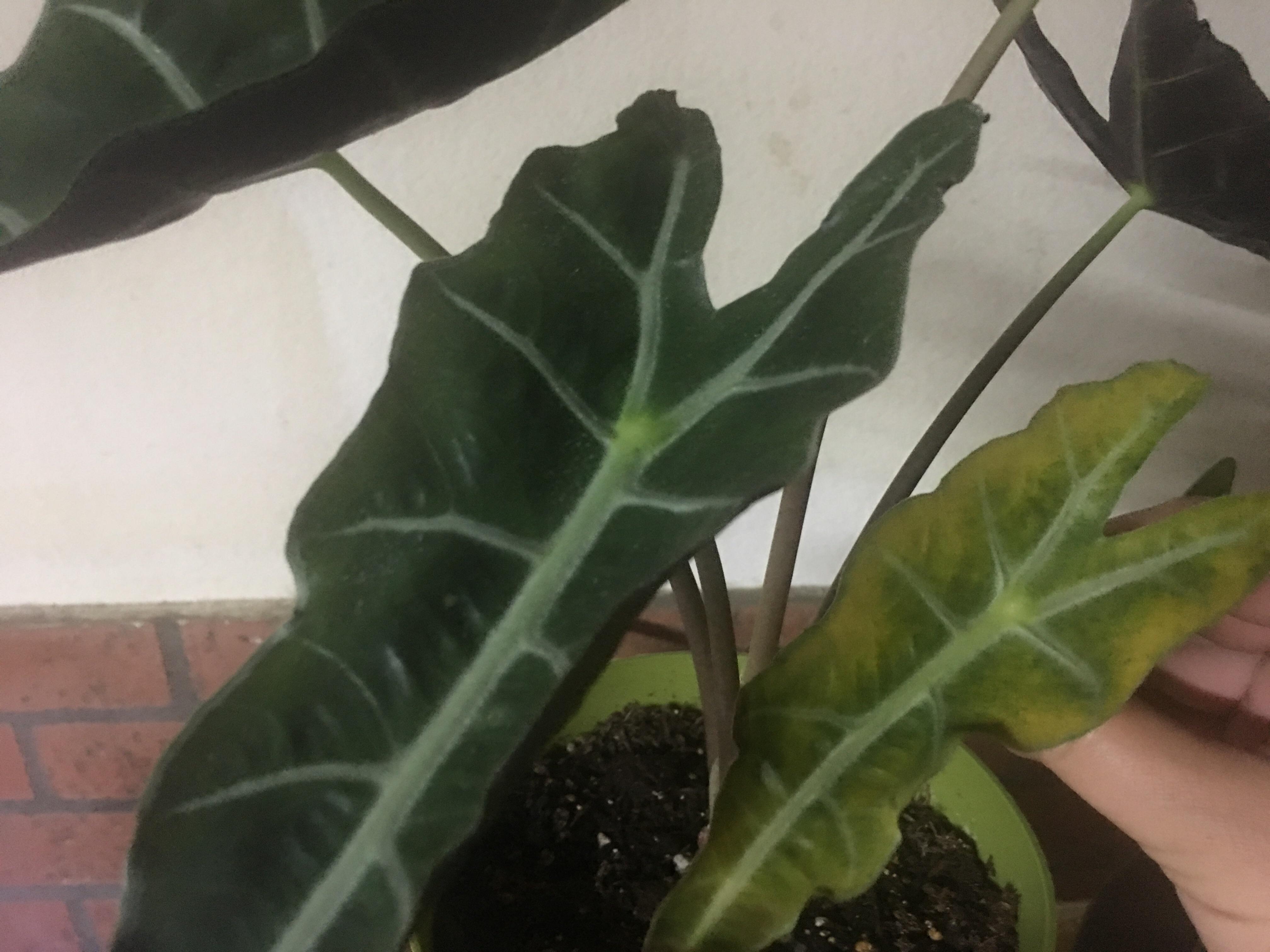 Elephant ears yellowing. Do you know why? r/houseplants