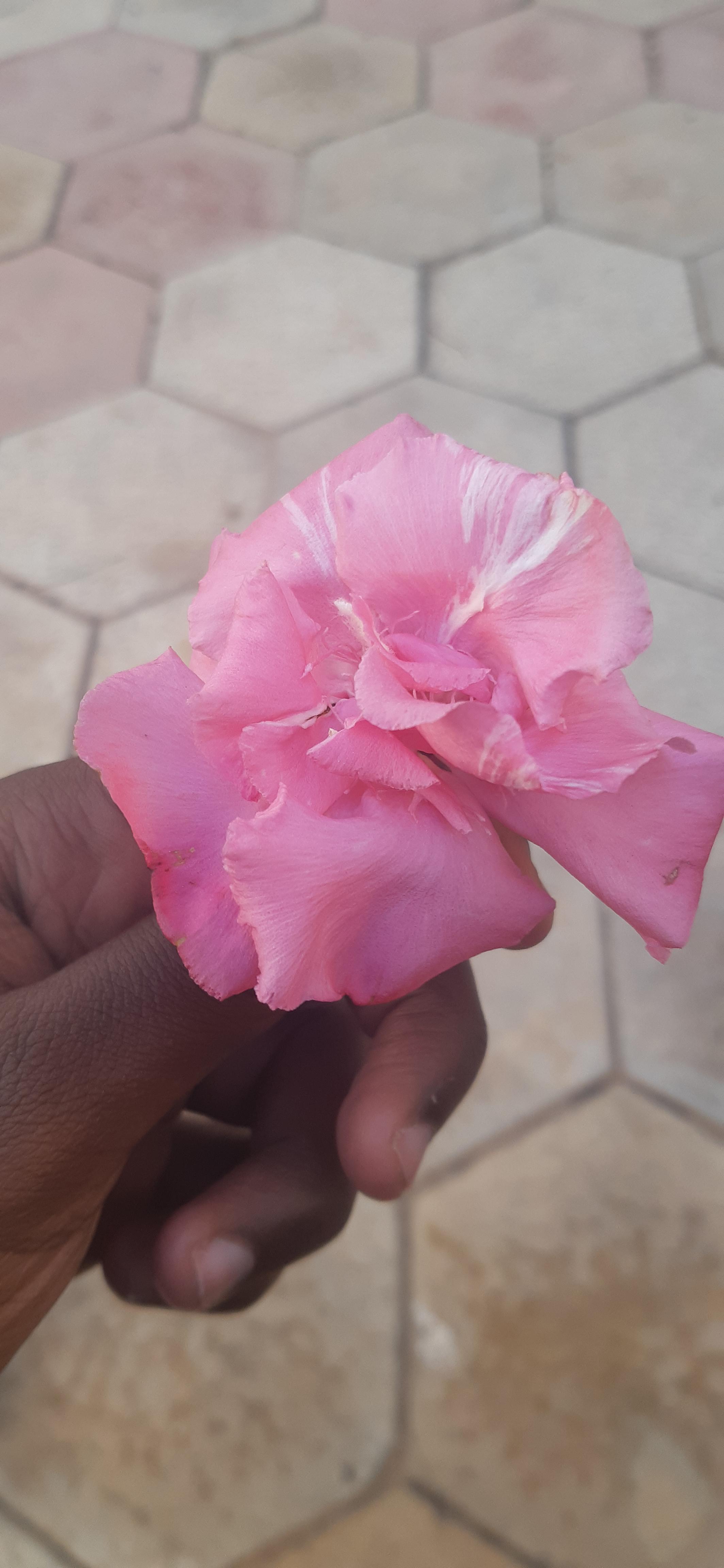 I found this flower on the floor. Its smells great like honey and was