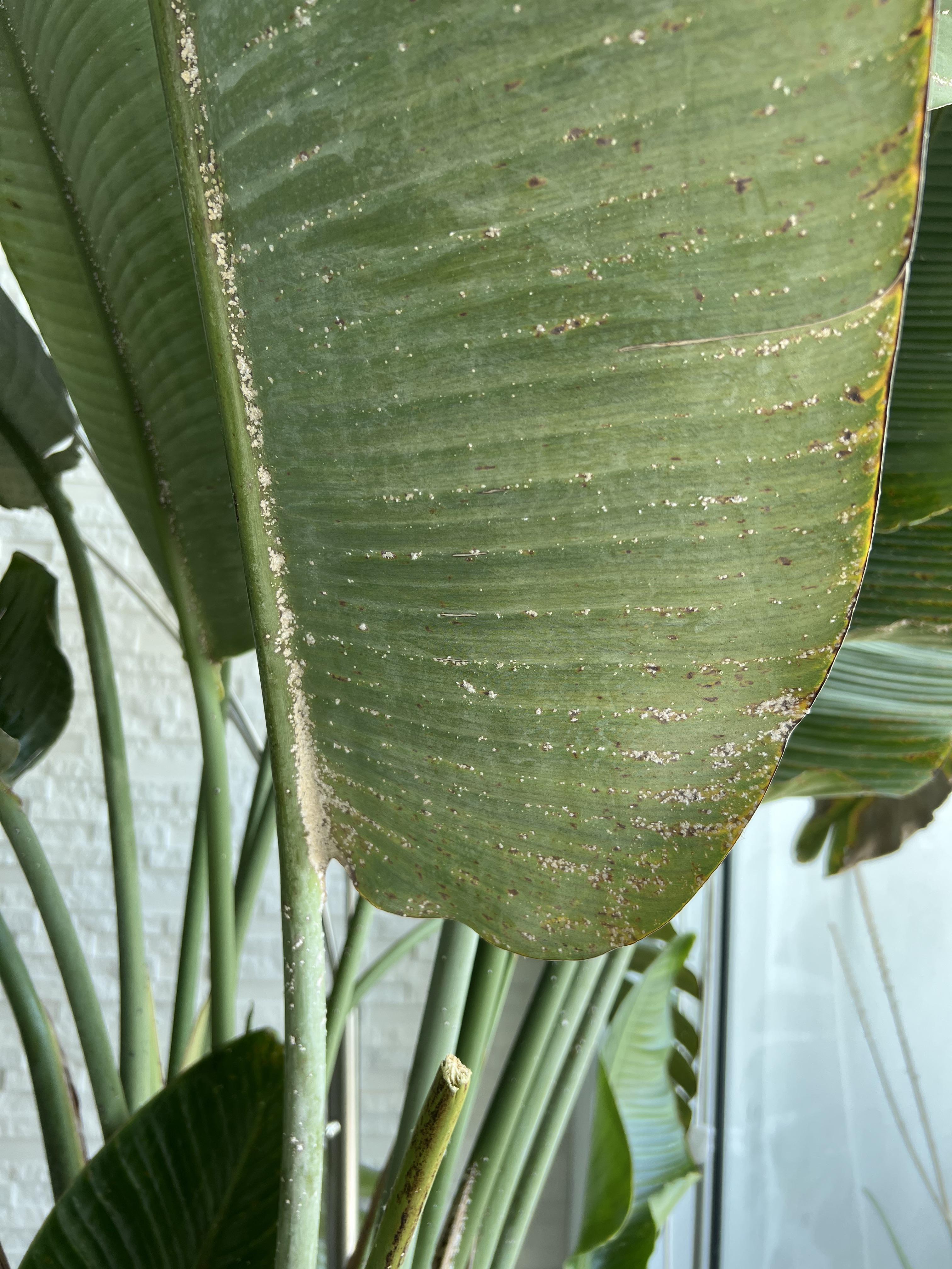 What is growing on my tree?