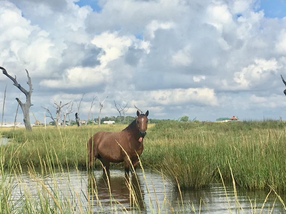 Wild horse mlem (Pointe aux Chenes, Louisiana) r/mlem