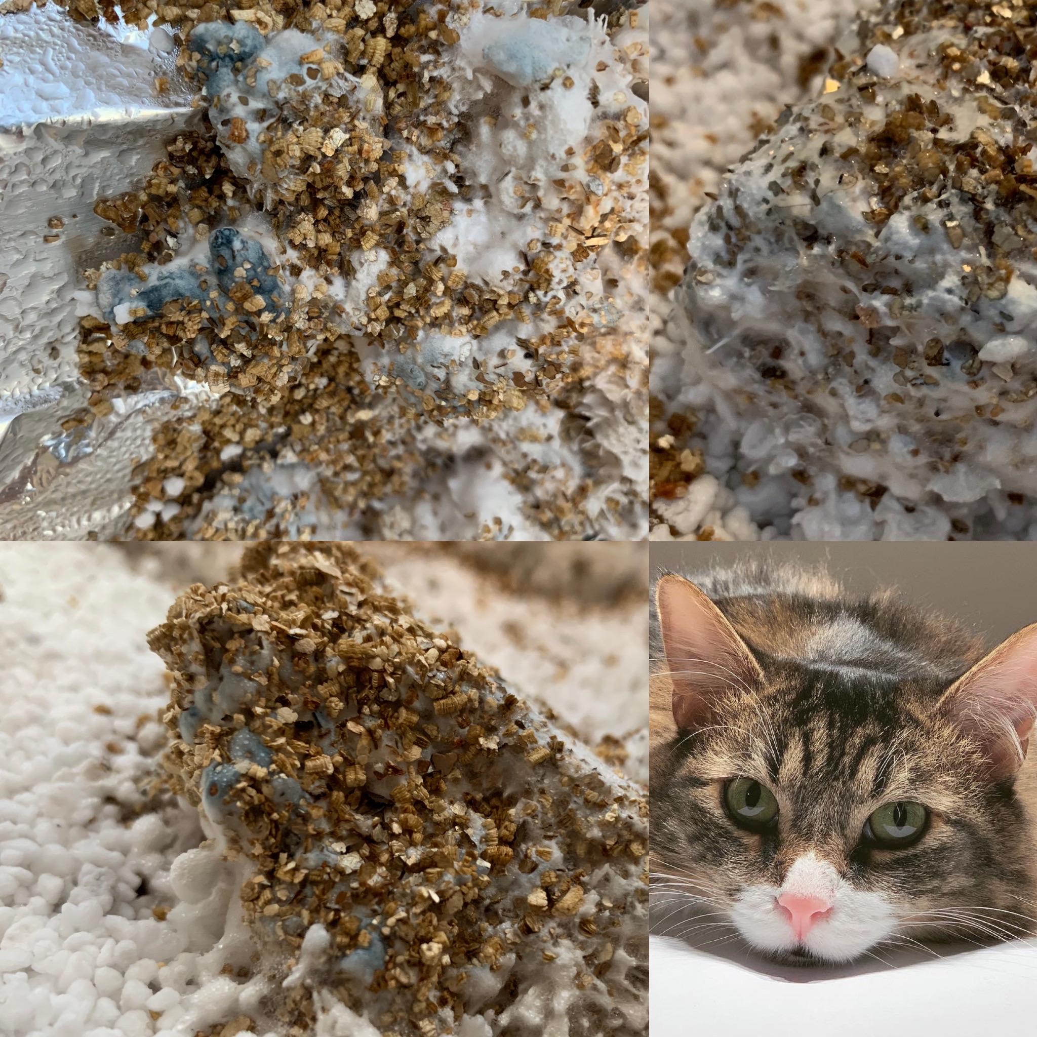 Hi y’all I’m curious if this is mold or bruising, photo of my cat as