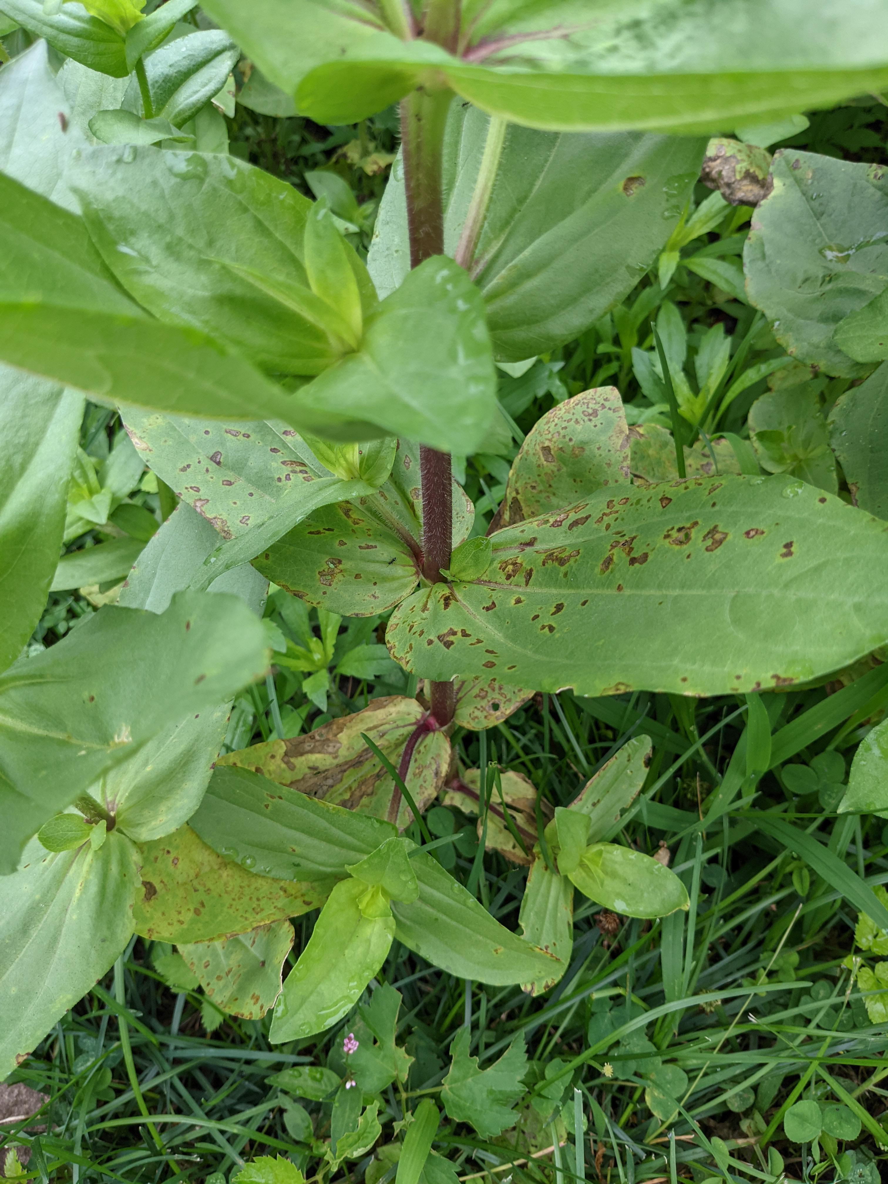 What's wrong with my zinnias? Fungus or insect? Does it need treatment