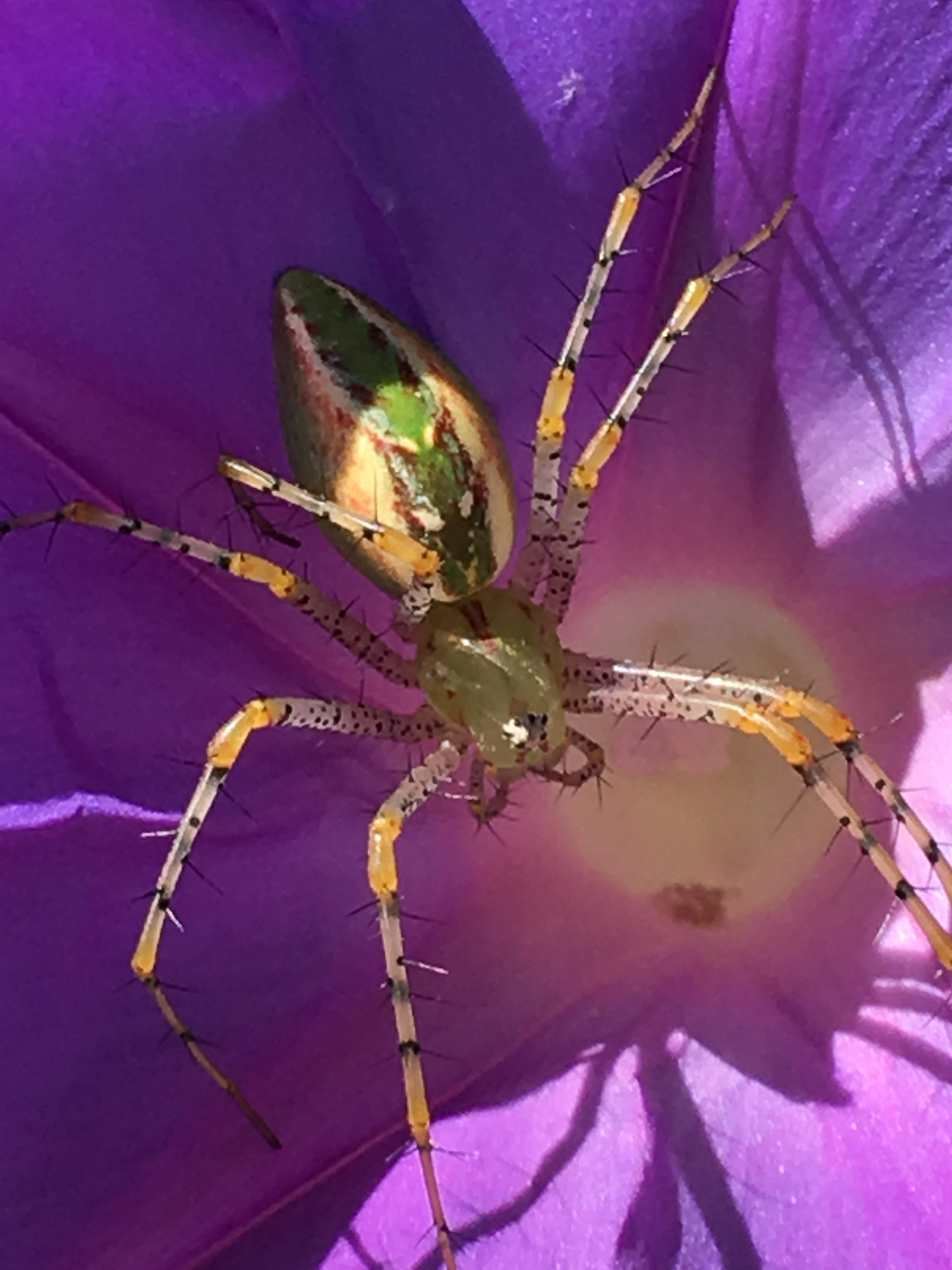 ID please. Found this beautiful spider in my mother’s garden. It looked