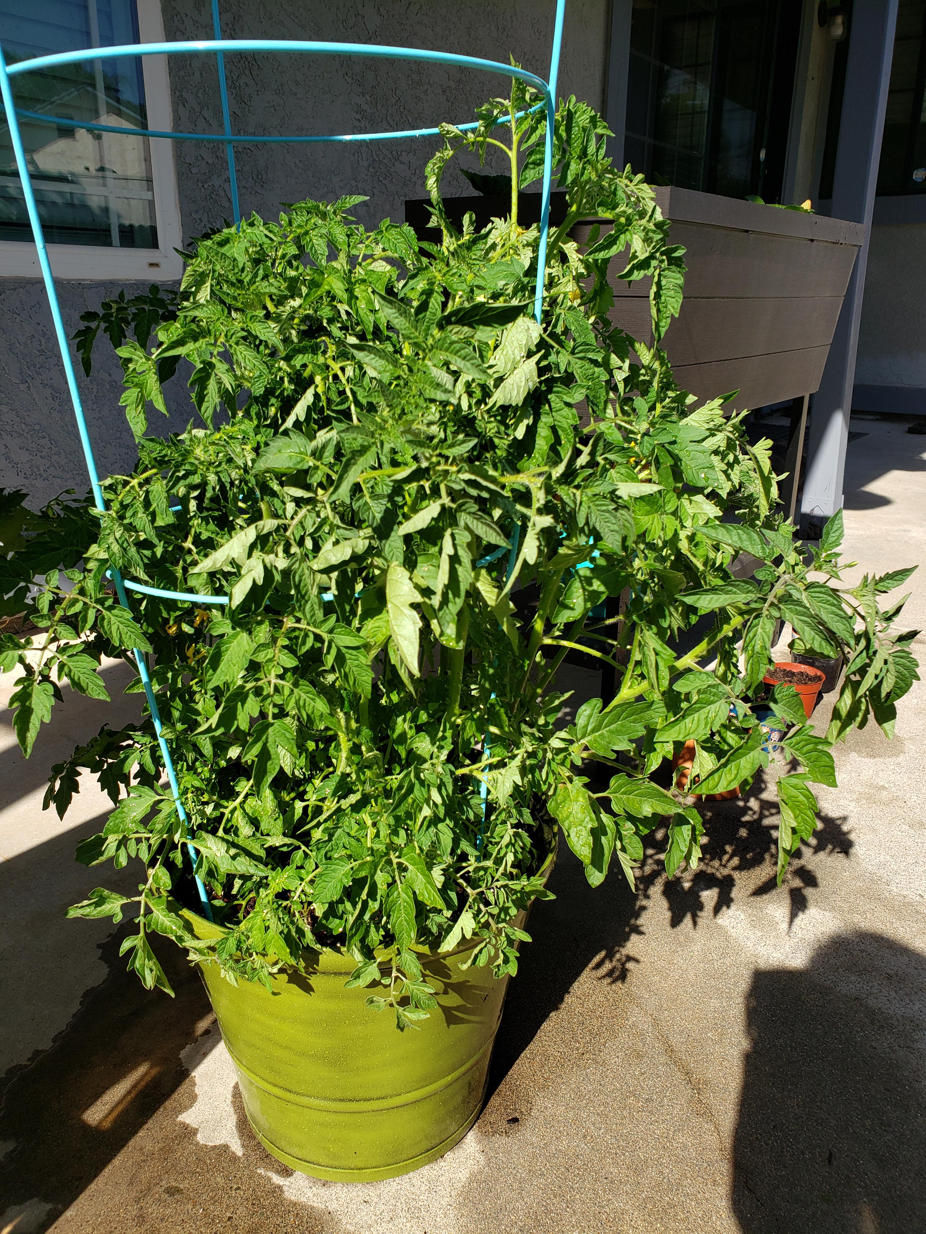 Please help! Cherry tomato plant is wilting. Details in comments r