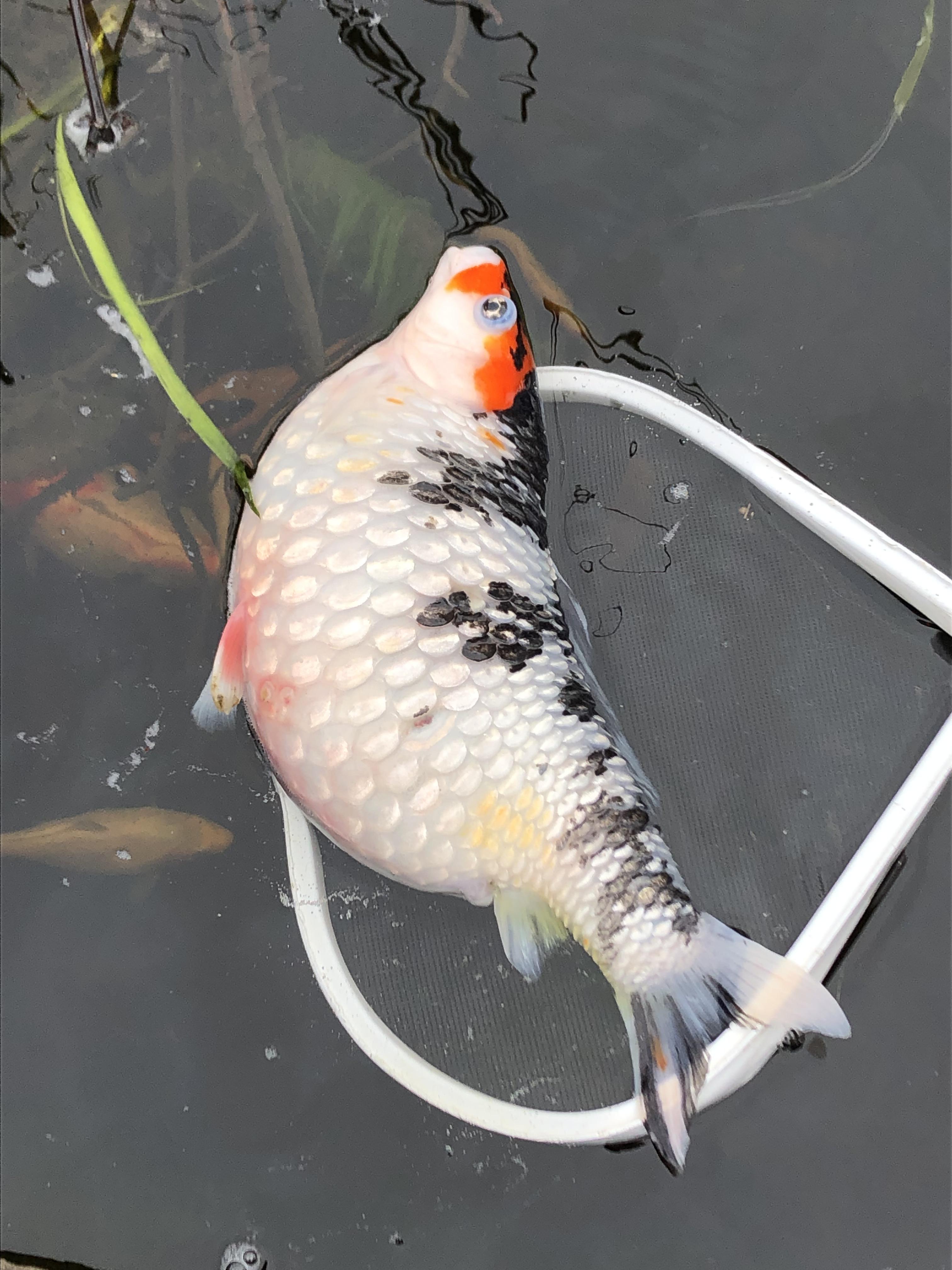 Koi Fish Eggs Look Like