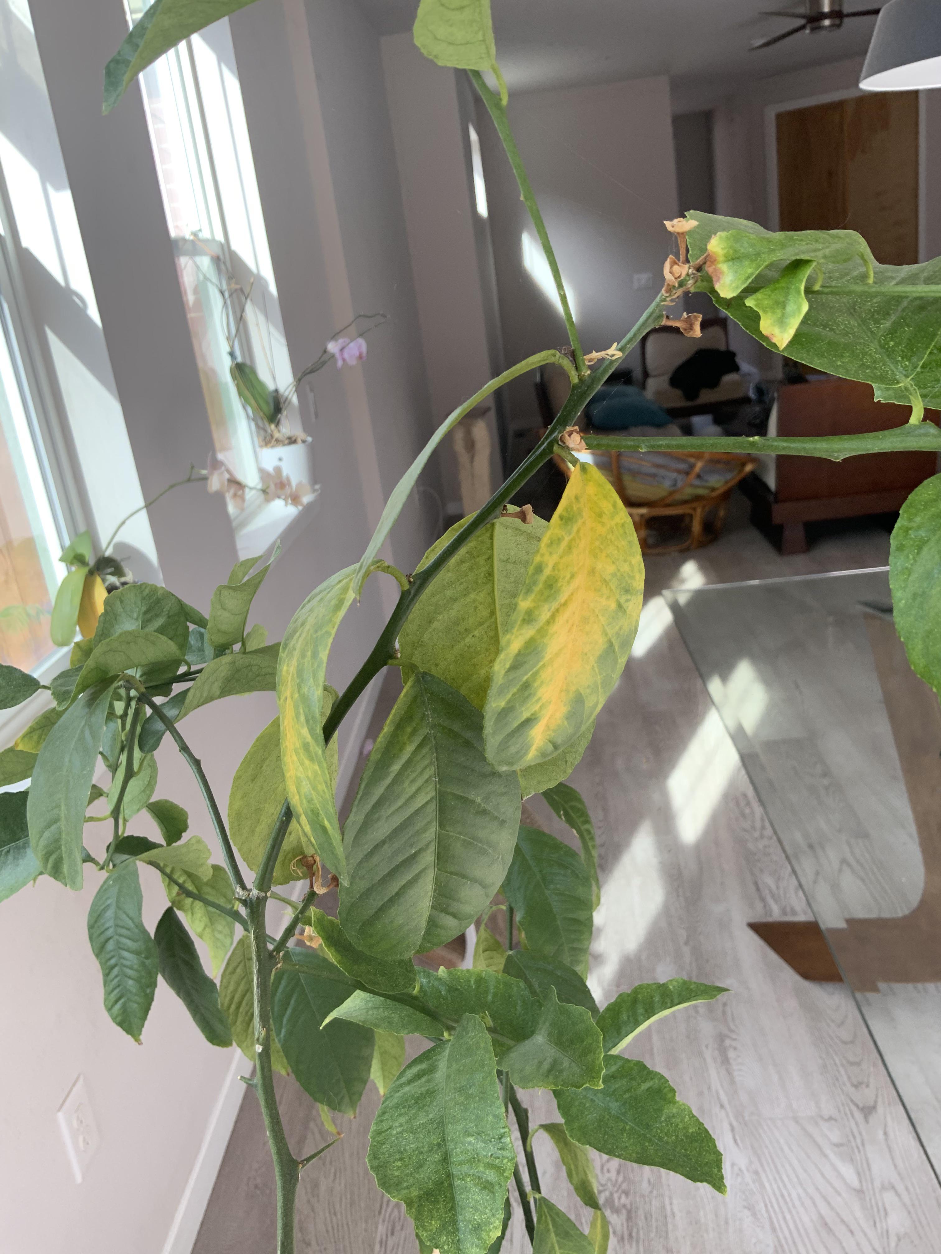 My cat peed in my lemon tree! Yellow on the inside of Meyer lemon